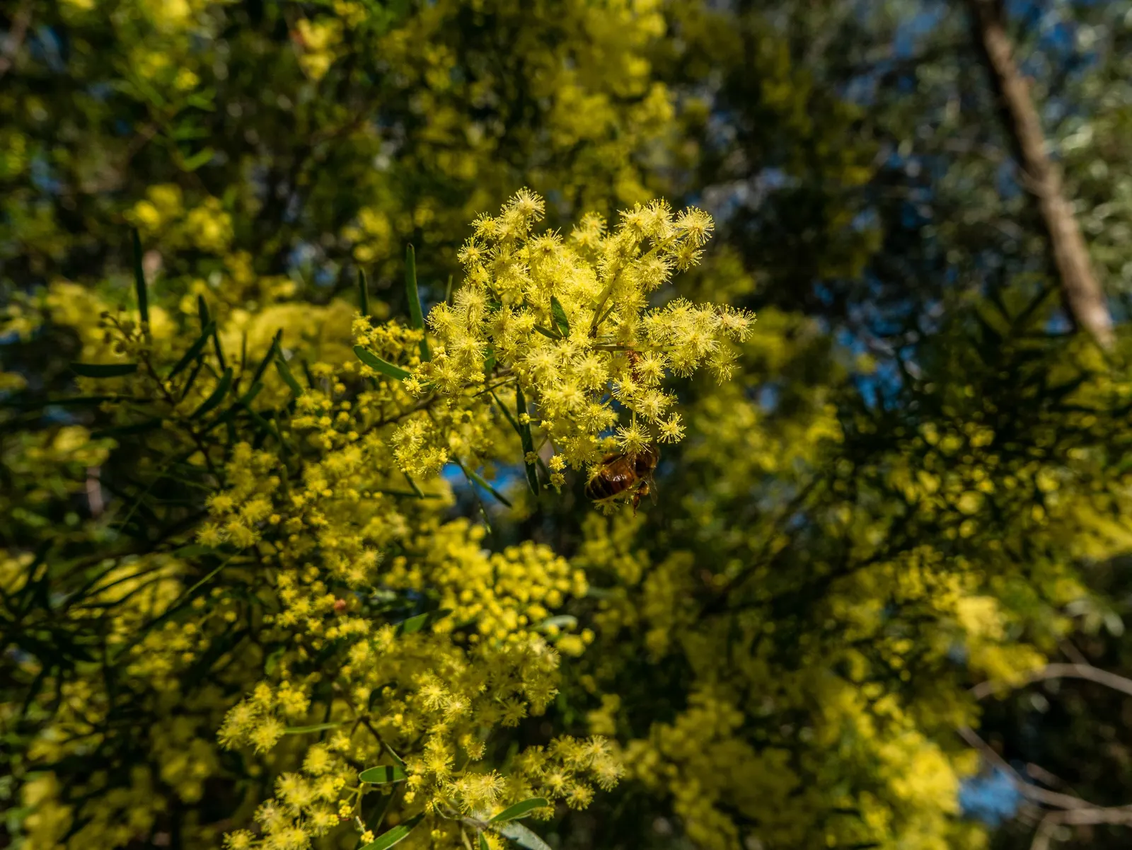 Fringed Wattle (Acacia Fimbriata) — The Acacia fimbriata is relatively low-maintenance; it's advised to lightly prune the Fringed Wattle after flowering to