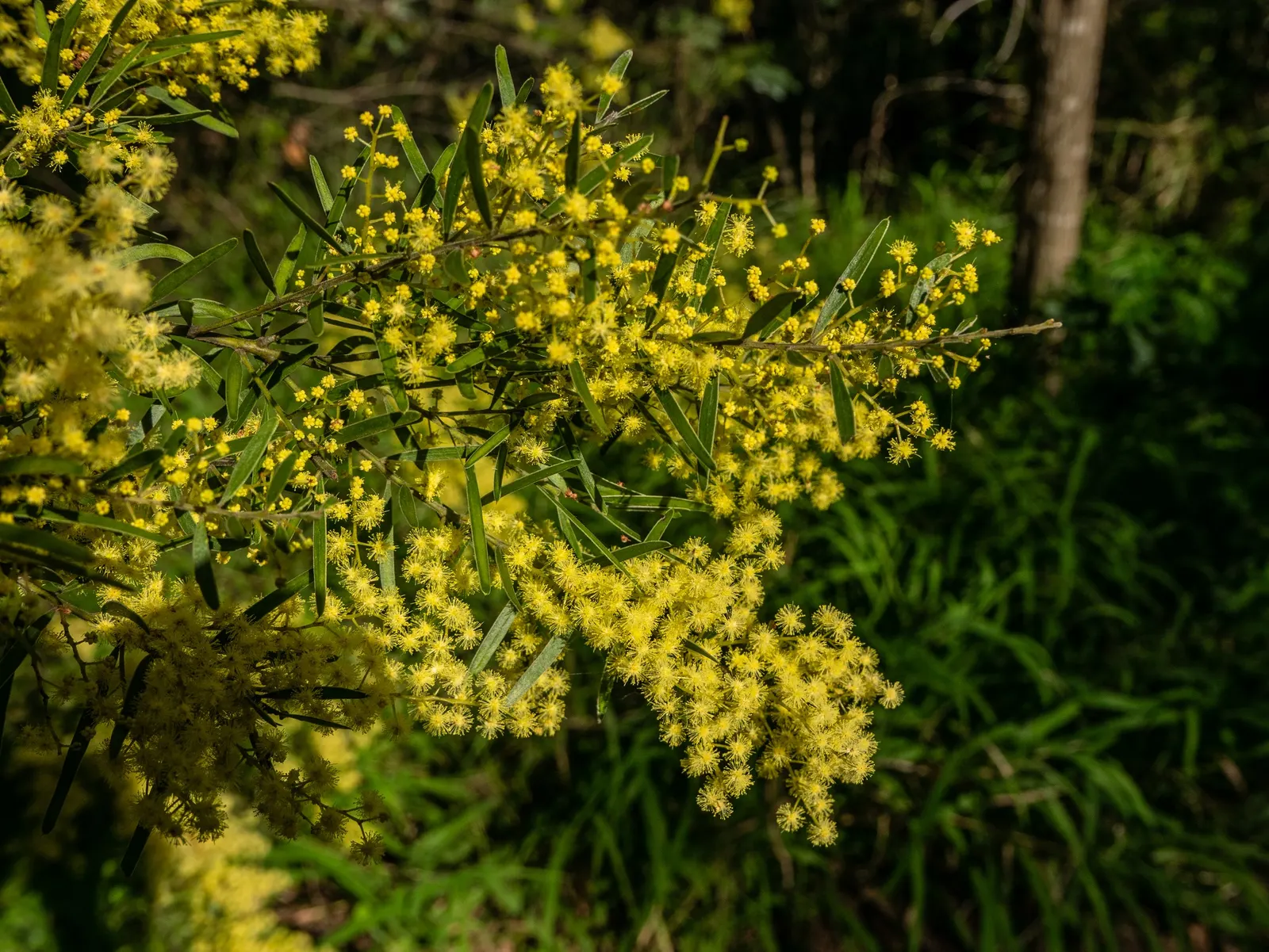 Fringed Wattle (Acacia Fimbriata) — This species is particularly drought-resistant once established