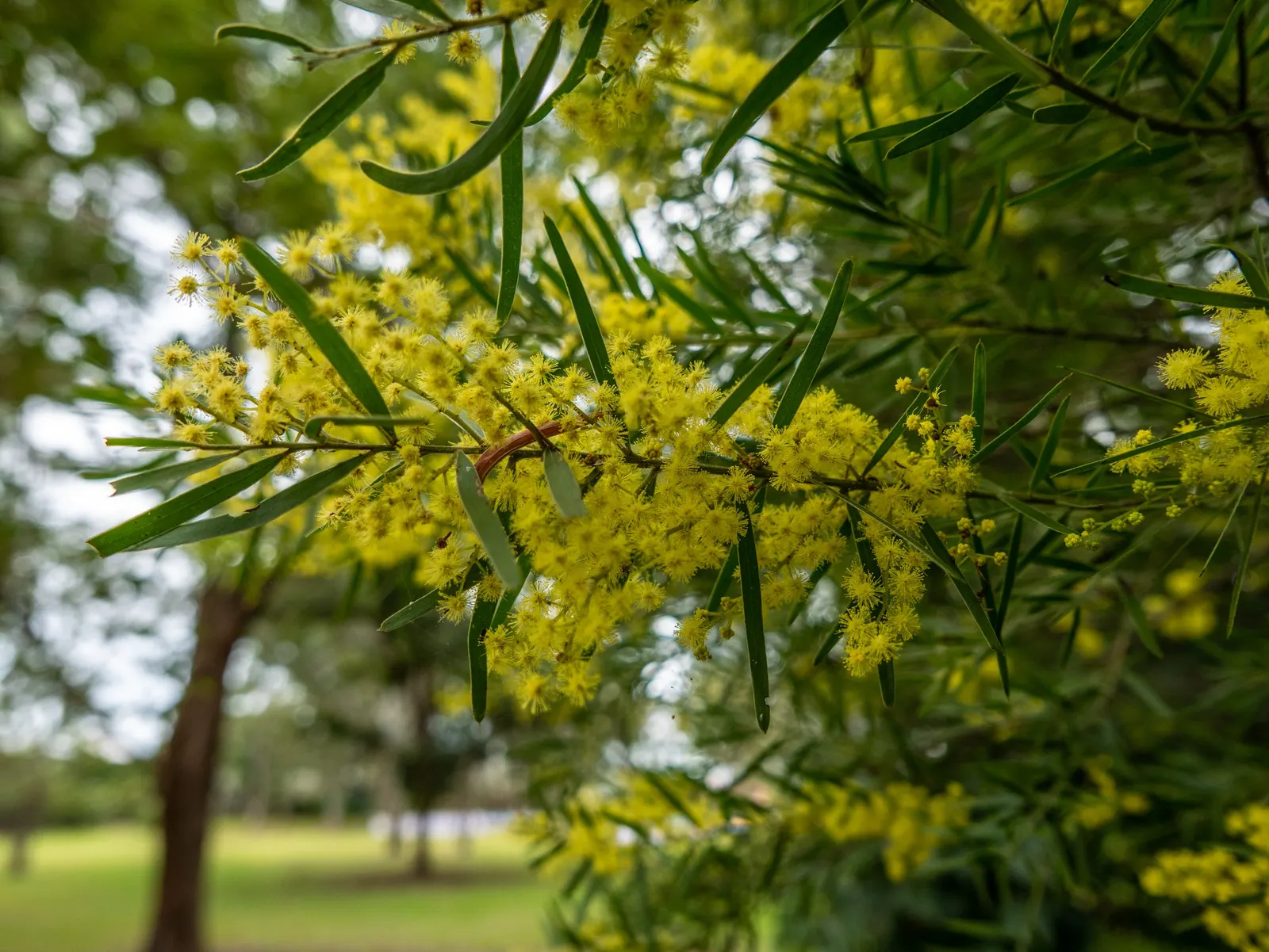 Fringed Wattle (Acacia Fimbriata) — is an evergreen shrub known for its vibrant yellow; drought-tolerant once established, it offers low, image 41