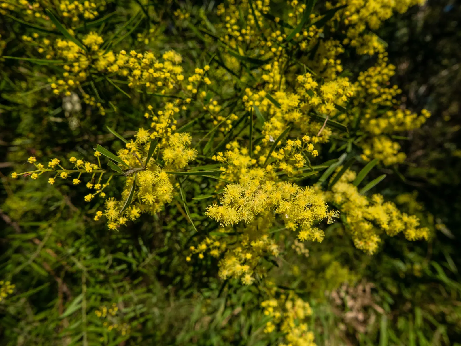 Fringed Wattle (Acacia Fimbriata) — shrub with yellow blooms