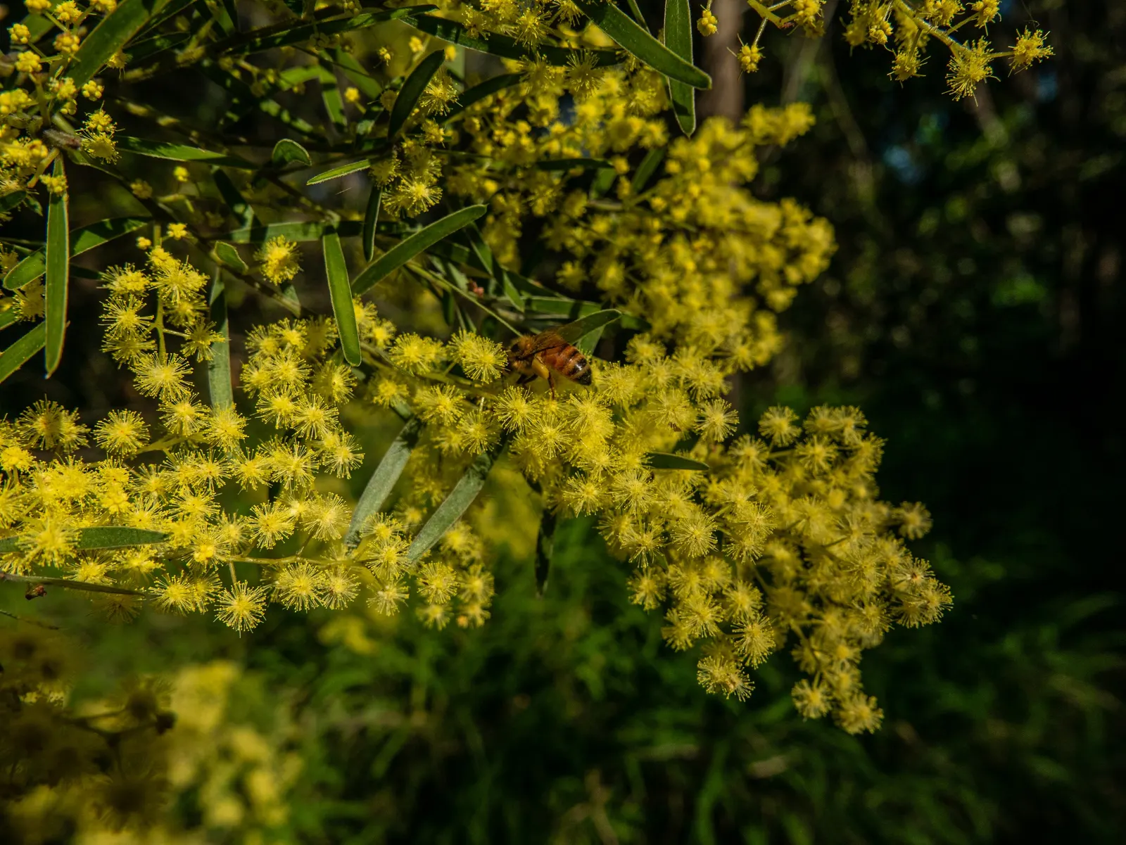 Fringed Wattle (Acacia Fimbriata) — is an evergreen shrub known for its vibrant yellow