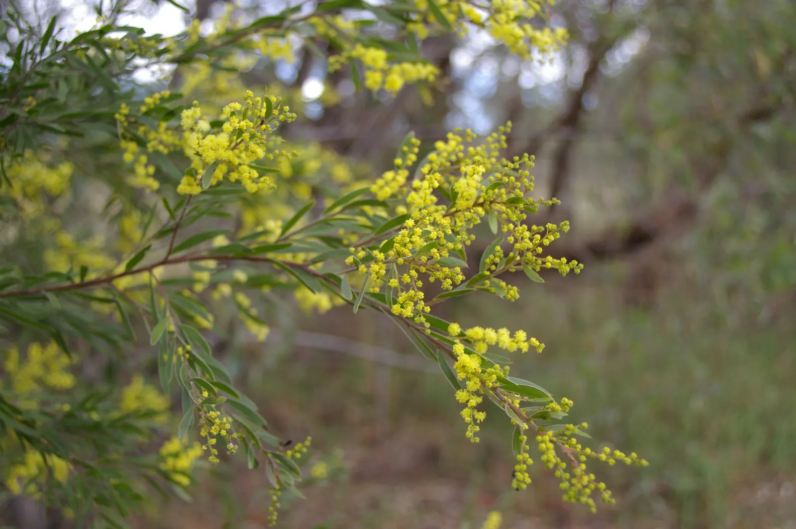 Fringed Wattle (Acacia Fimbriata) — The Acacia fimbriata is relatively low-maintenance