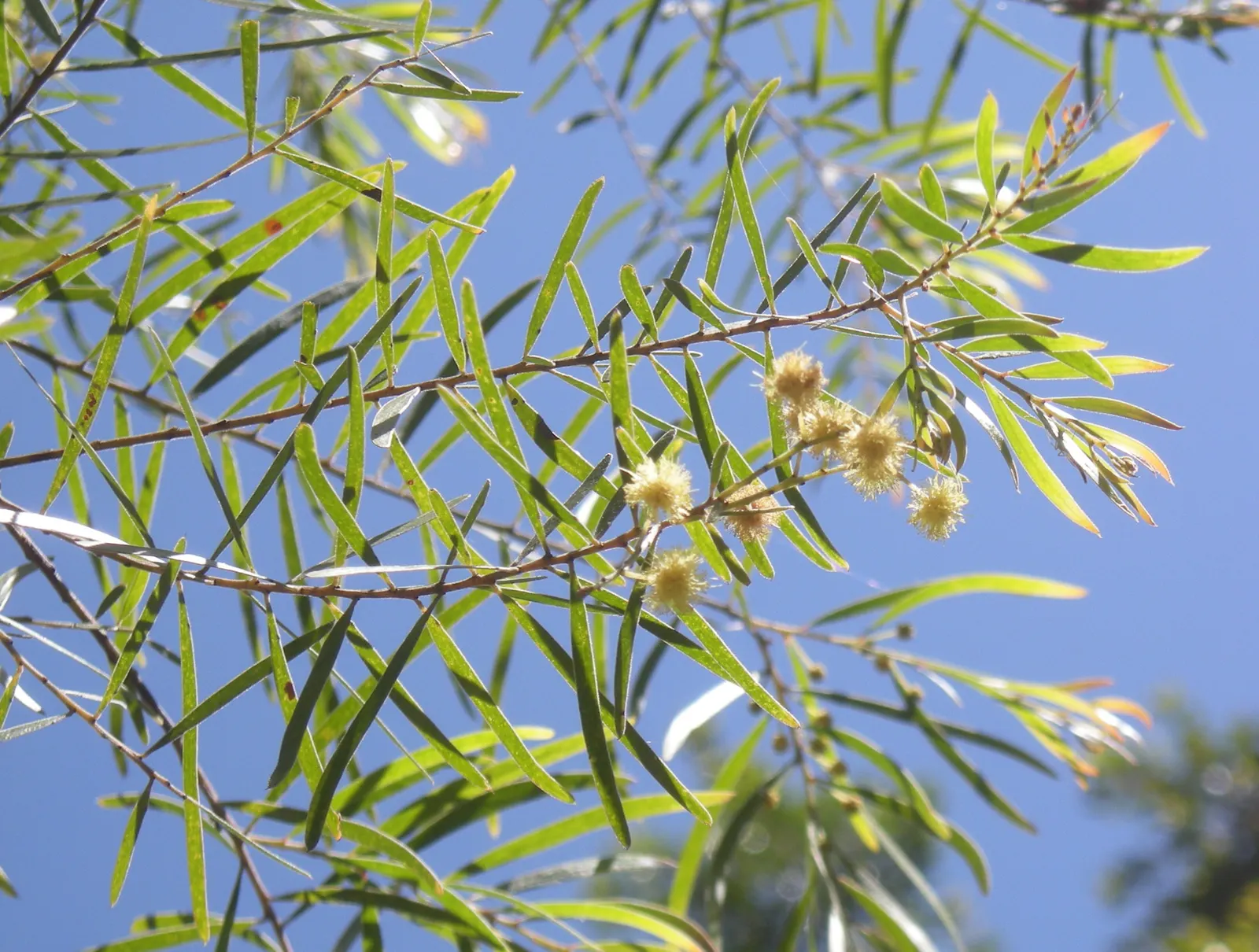 Fringed Wattle (Acacia Fimbriata) — the Fringed Wattle thrives under full sun but can tolerate partial shade