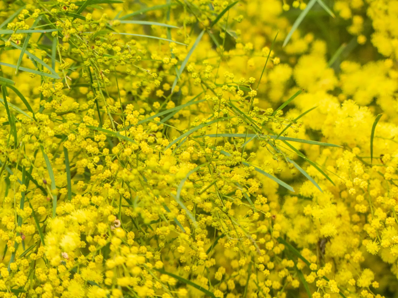 Fringed Wattle (Acacia Fimbriata) — The Acacia fimbriata is relatively low-maintenance; it's advised to lightly prune the Fringed Wattle after, image 57