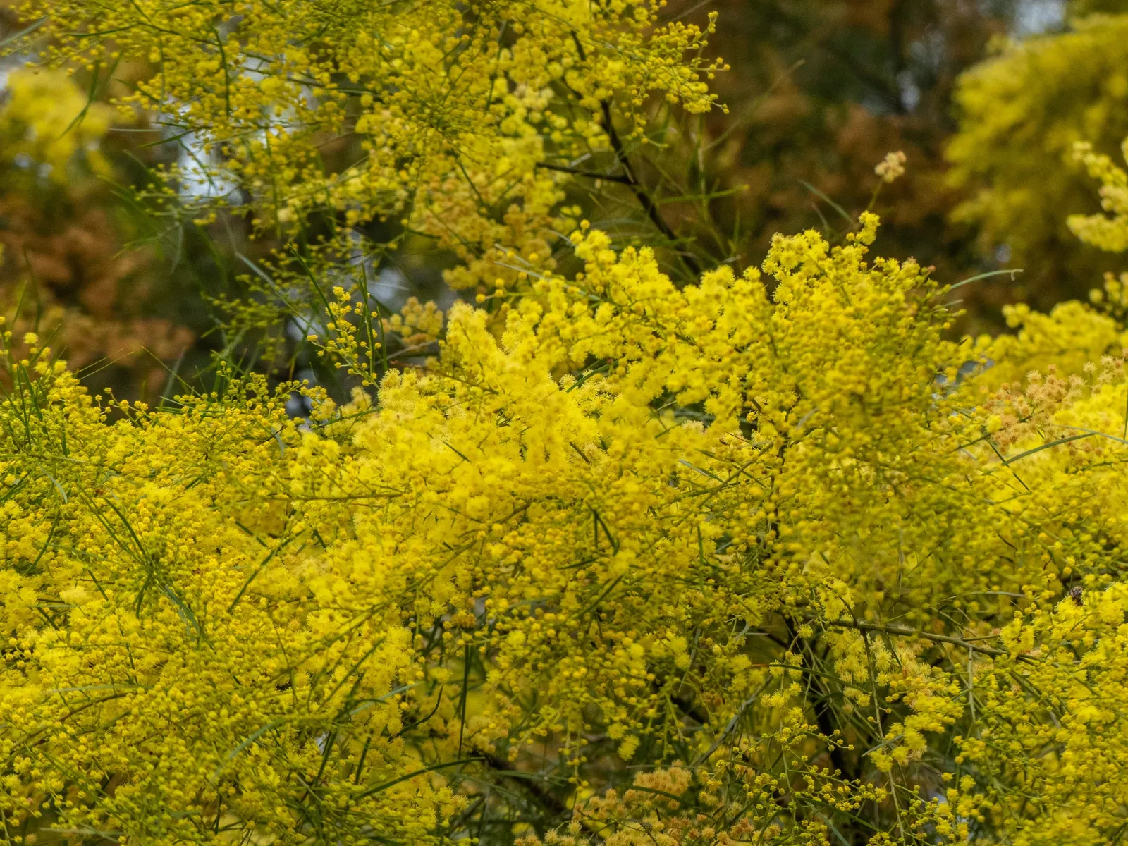 Fringed Wattle (Acacia Fimbriata) — this plant presents an impressive; shrub for full or half, image 49