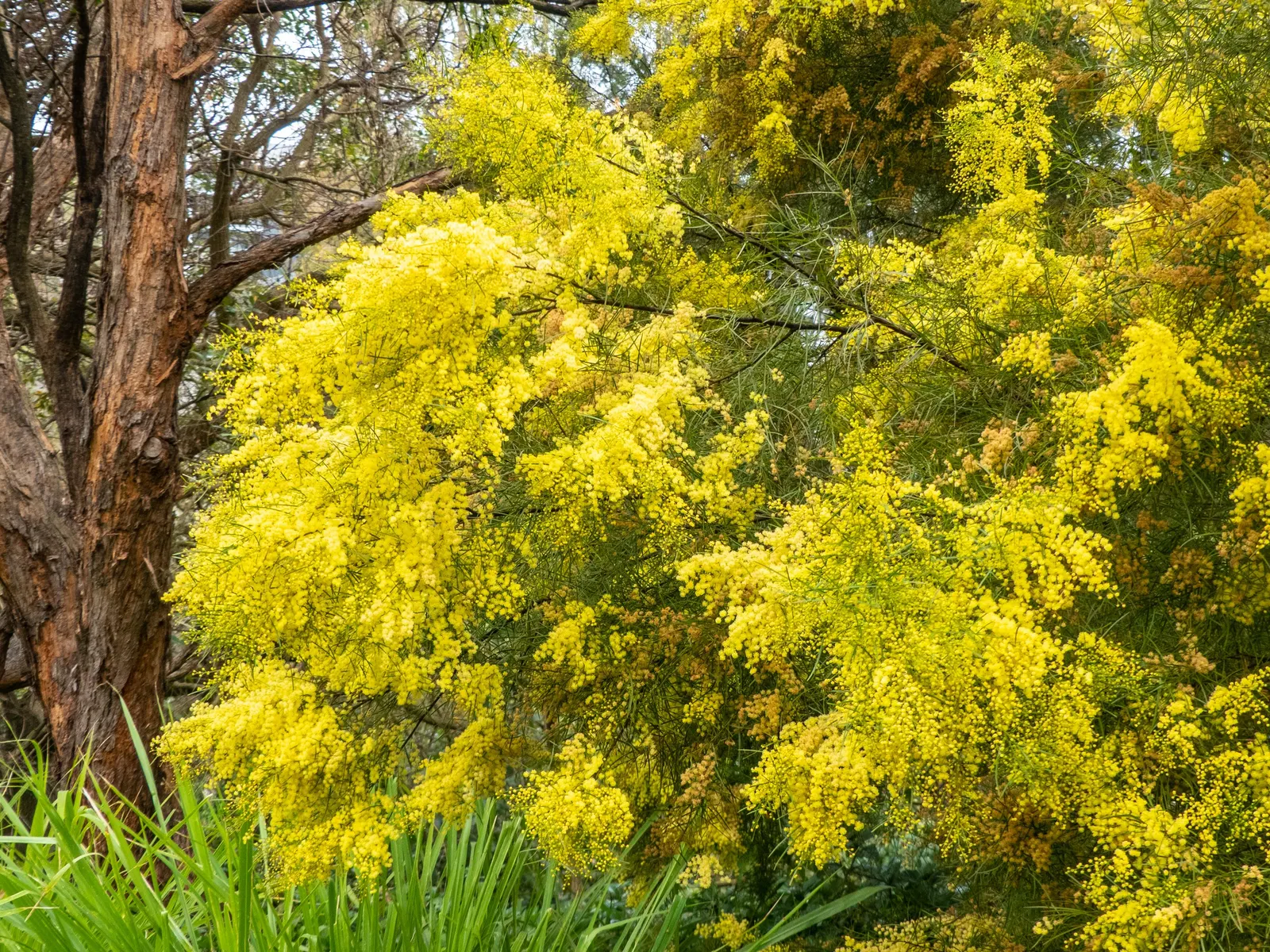 Fringed Wattle (Acacia Fimbriata) — adding a dynamic aspect to the garden ecosystem.<br><br>For optimal growth and bloom; reaching up to 20-30 feet tall, with