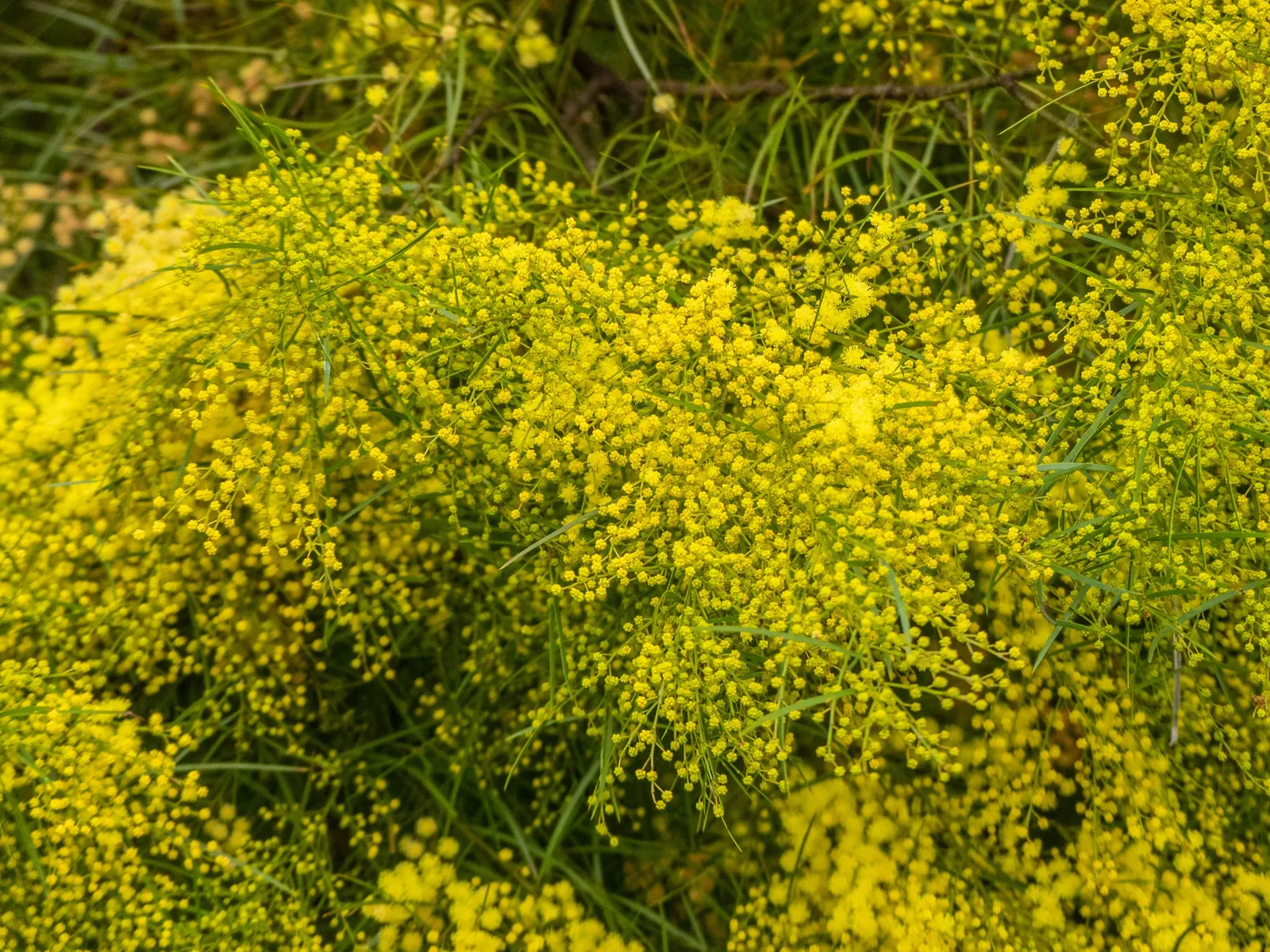 Fringed Wattle (Acacia Fimbriata) — shrub for full or half
