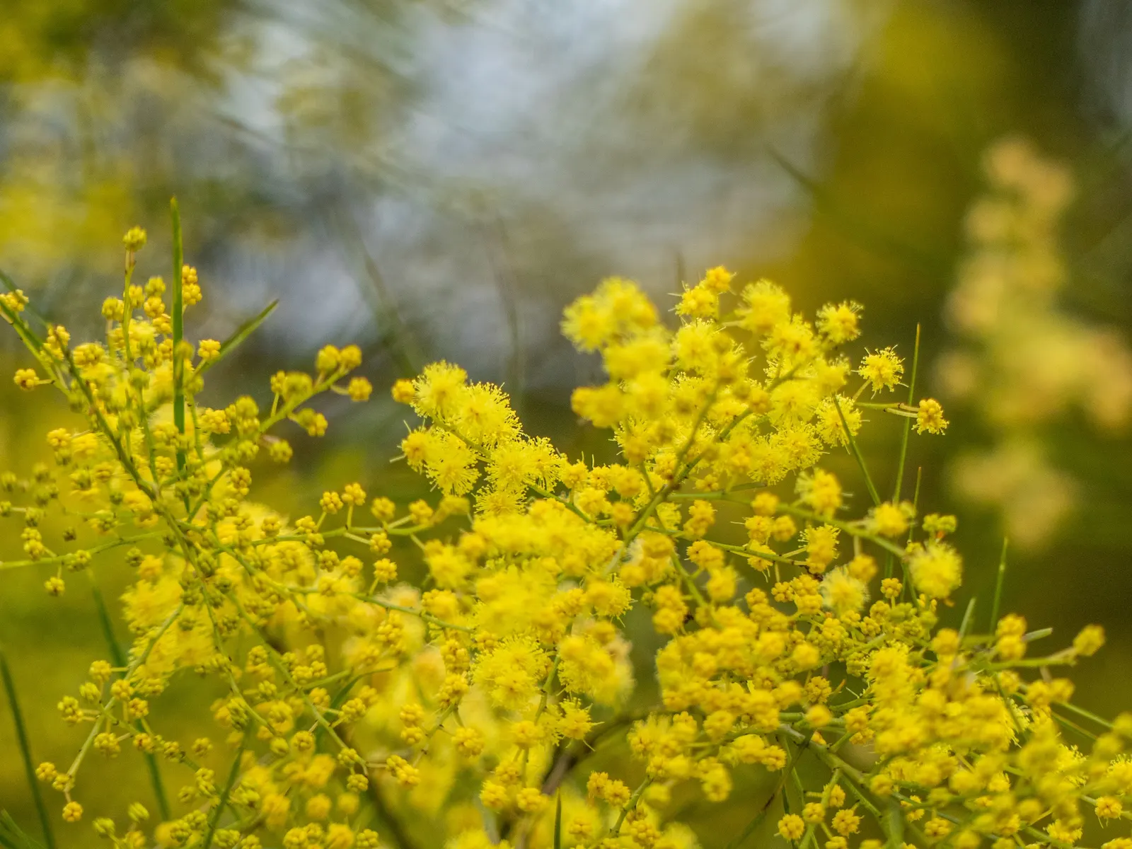 Fringed Wattle (Acacia Fimbriata) — Typically reaching a height of 10 to 20 feet; evergreen shrub native to Australia, image 47