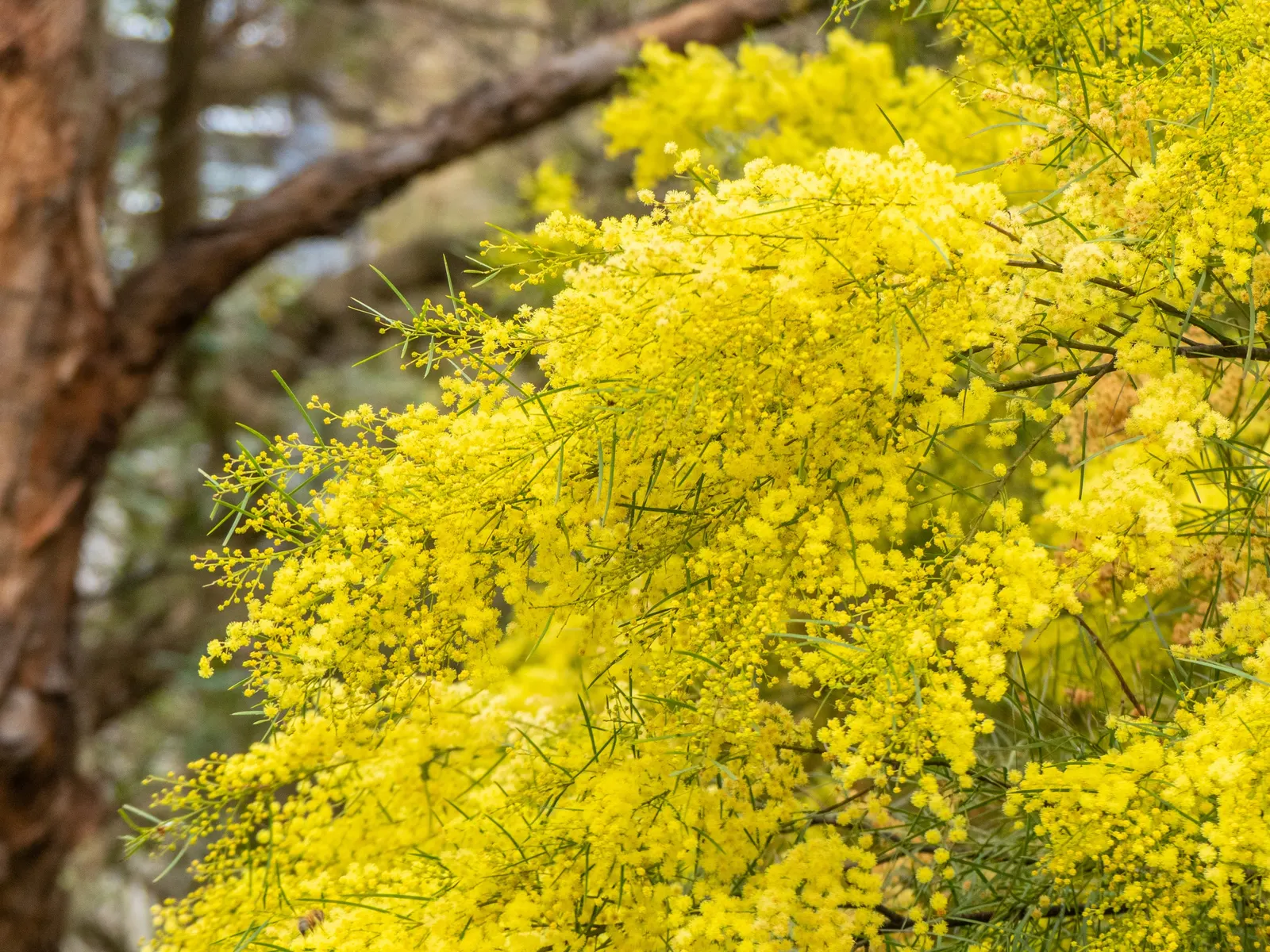 Fringed Wattle (Acacia Fimbriata) — adding a dynamic aspect to the garden ecosystem.<br><br>For optimal growth and bloom; reaching up to 20-30 feet, image 55
