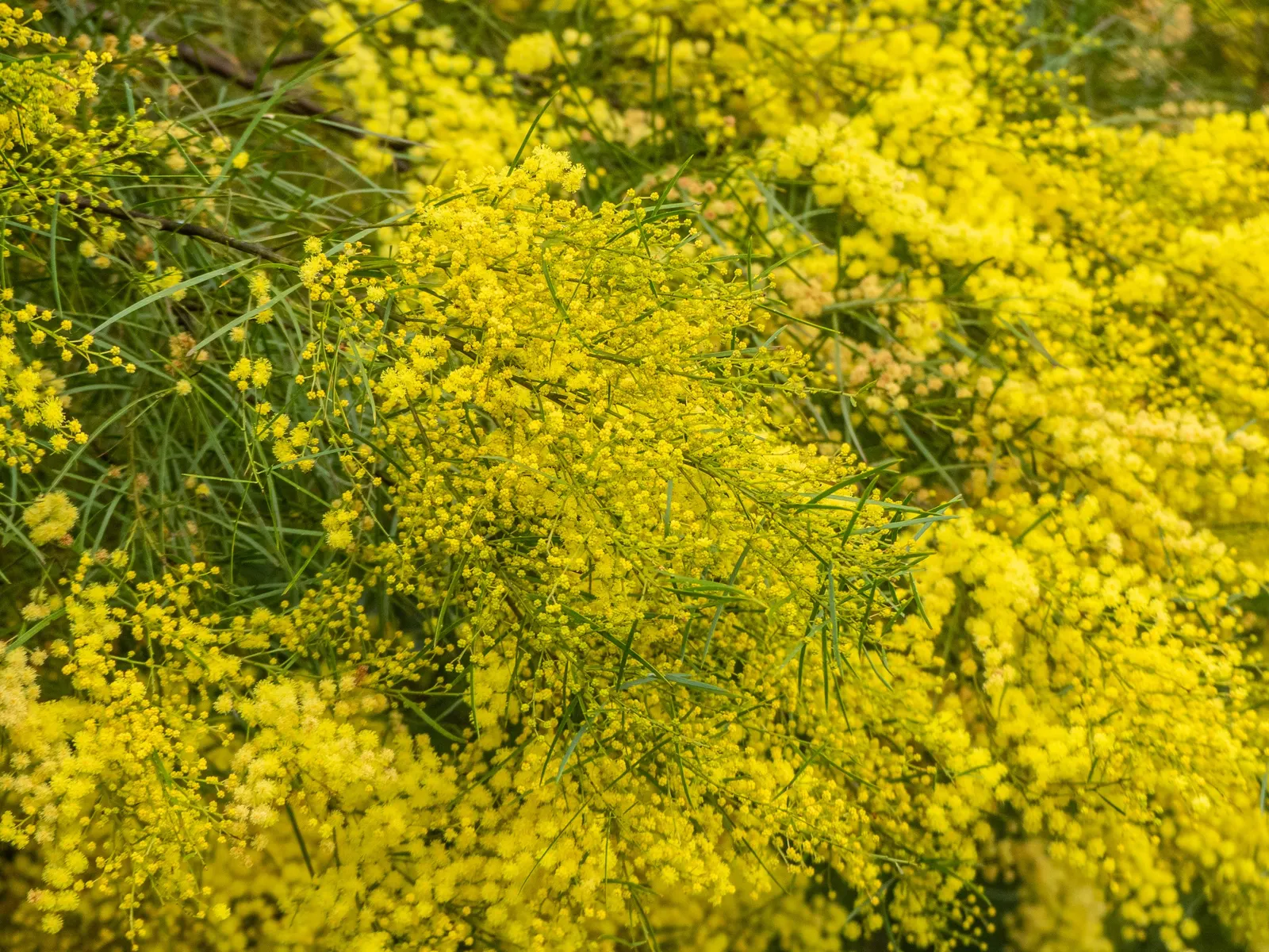 Fringed Wattle (Acacia Fimbriata) — evergreen shrub native to Australia
