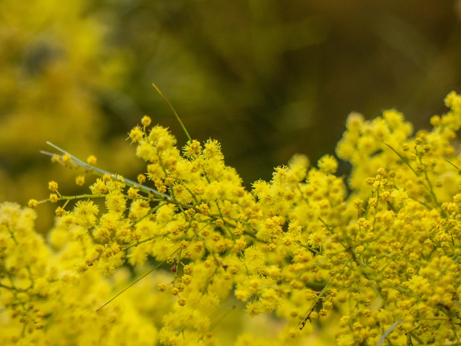 Fringed Wattle (Acacia Fimbriata) — adding a dynamic aspect to the garden ecosystem.<br><br>For optimal growth and bloom