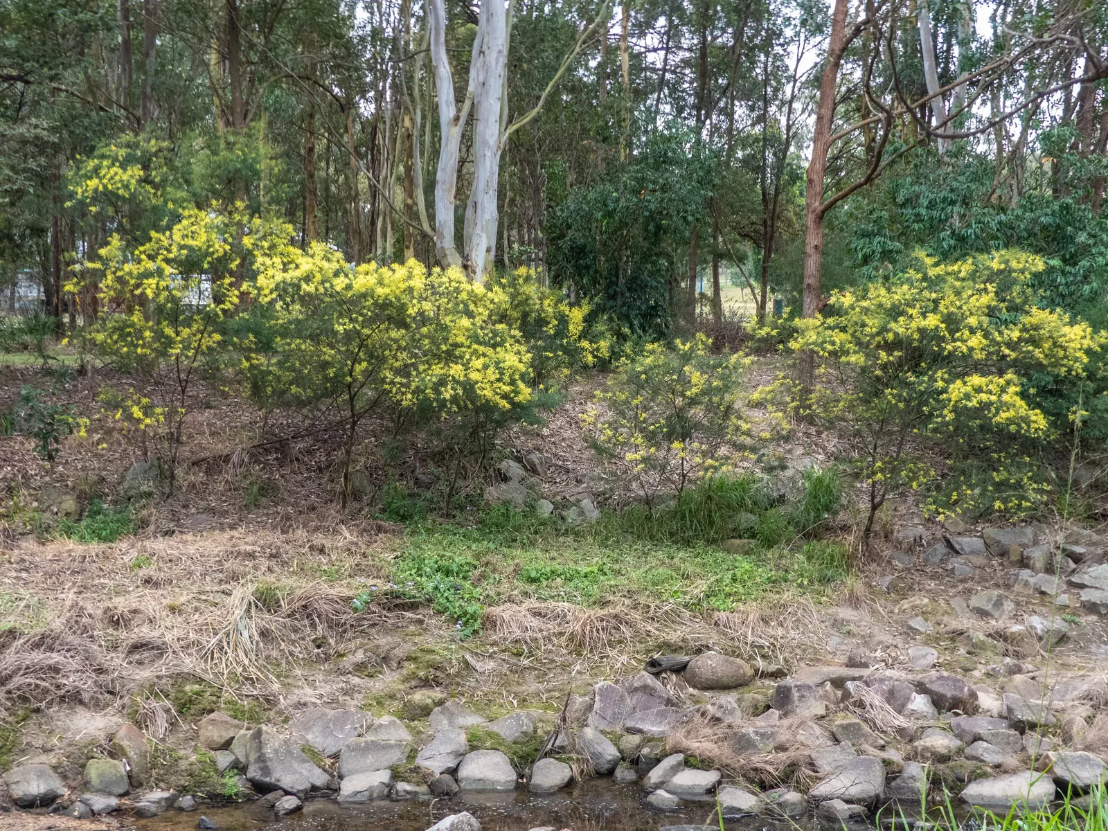Fringed Wattle (Acacia Fimbriata) — Drought-tolerant once established, it offers low maintenance beauty and habitat support for native fauna