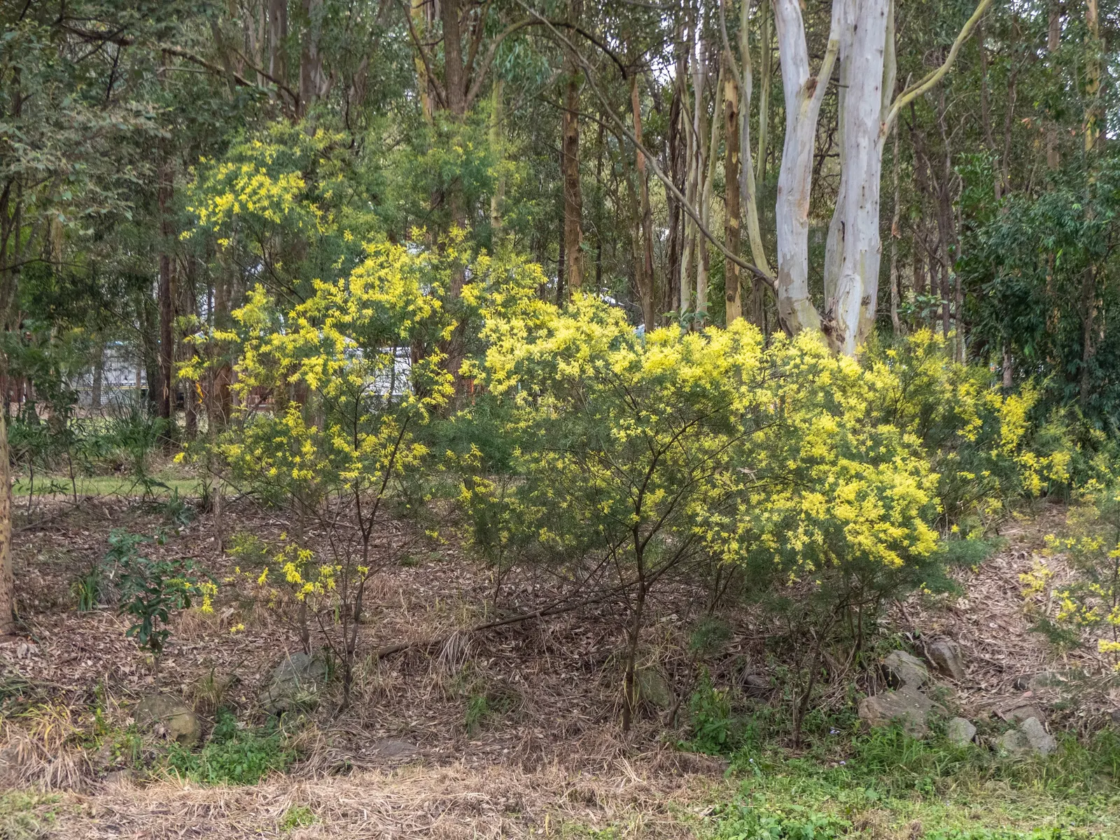 Fringed Wattle (Acacia Fimbriata) — green foliage but also attract a plethora of pollinators; adding a dynamic aspect to the garden ecosystem.<br><br>For