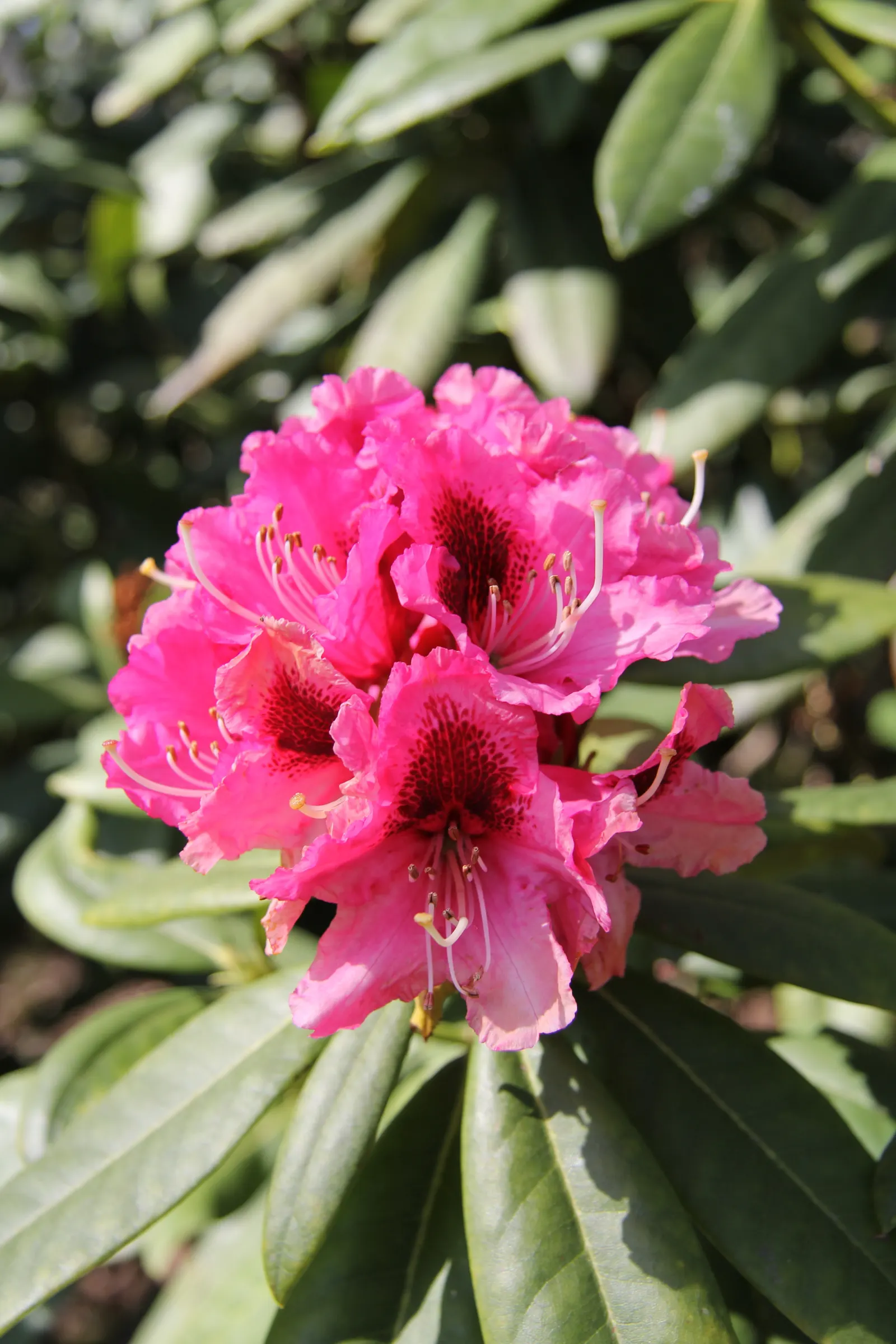 Lord Roberts Rhododendron (Rhododendron 'Lord Roberts') — Its lustrous dark green leaves provide year-round interest
