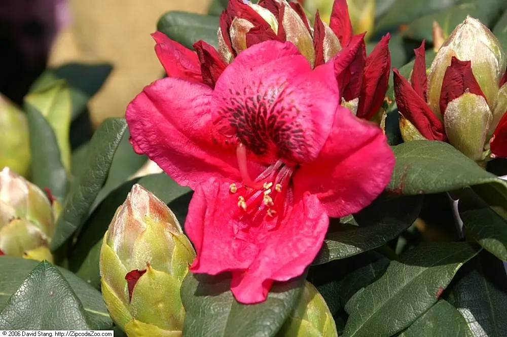 Lord Roberts Rhododendron (Rhododendron 'Lord Roberts') — evergreen shrub renowned for its stunning burgundy red flowers that bloom in late spring
