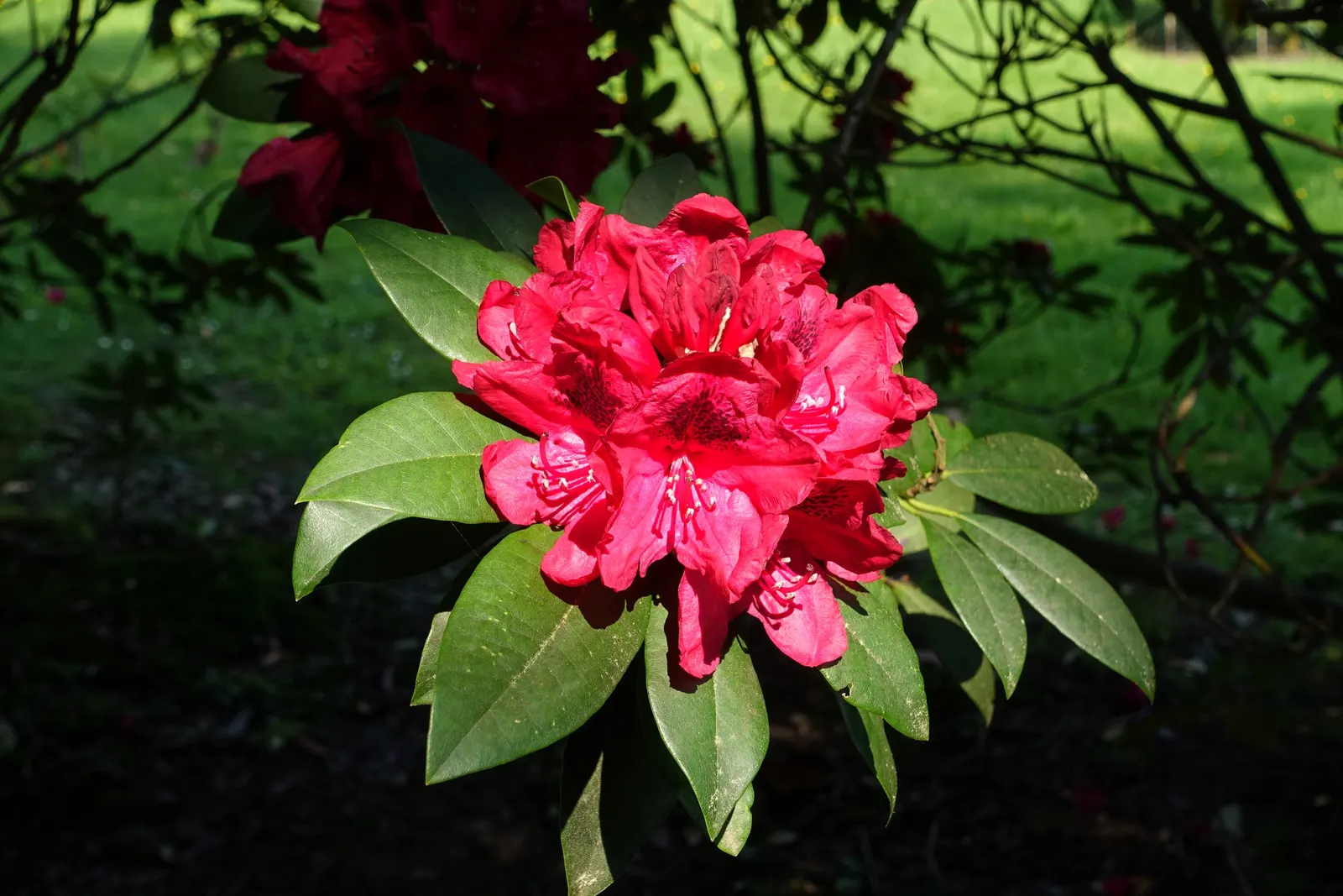 Lord Roberts Rhododendron (Rhododendron 'Lord Roberts') — Ideal for specimen planting or as a boundary hedge, it adds a regal touch to any landscape design