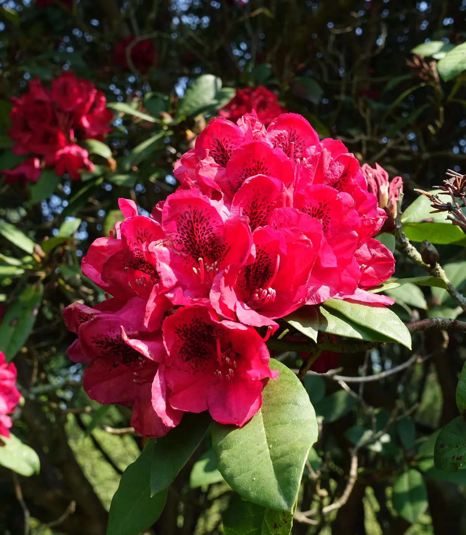 Lord Roberts Rhododendron (Rhododendron 'Lord Roberts') — This variety can attain a height and width of up to 6 feet and thrives in partial shade with