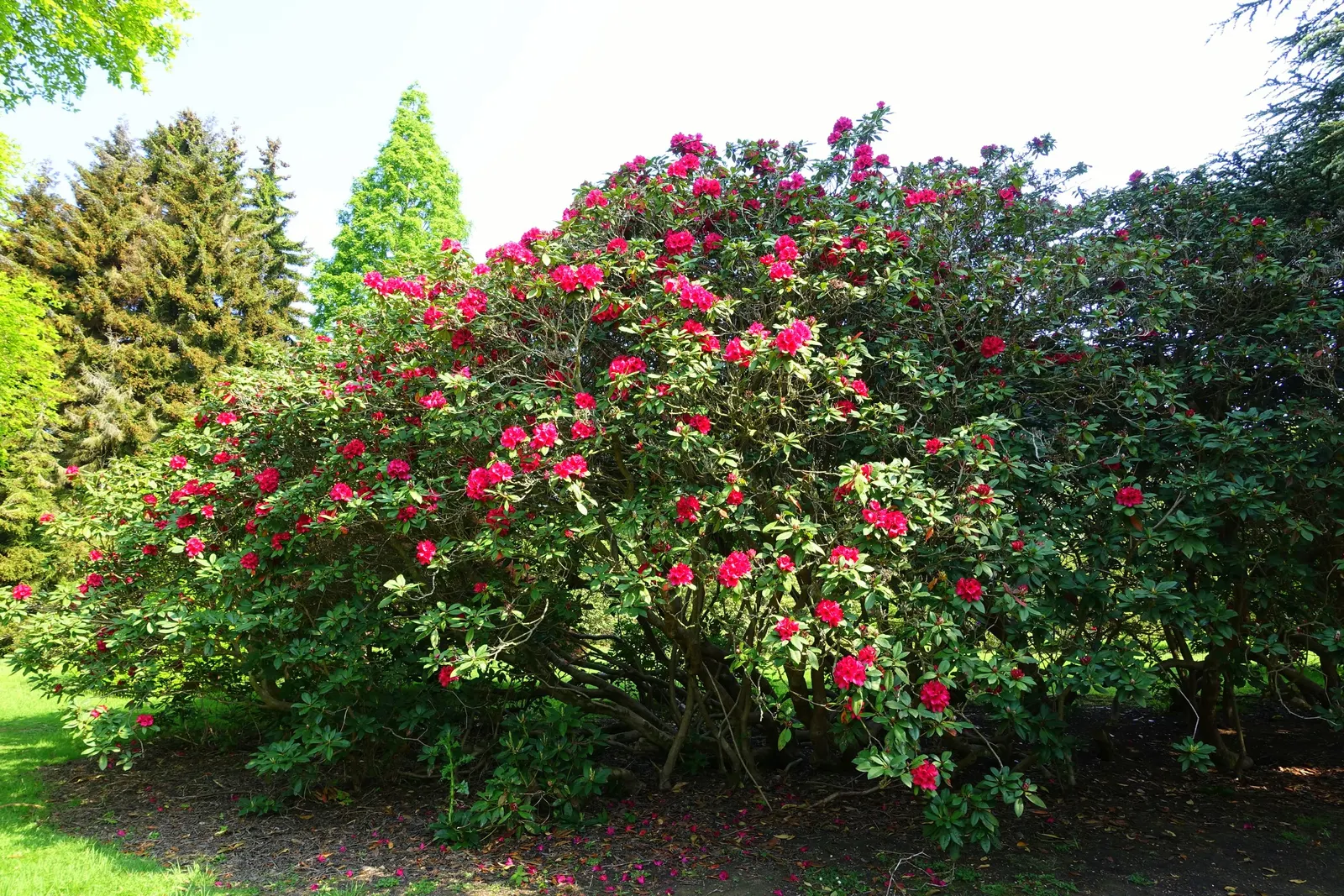 Lord Roberts Rhododendron (Rhododendron 'Lord Roberts') — making it a stellar choice for landscapes that require reliable color and structure