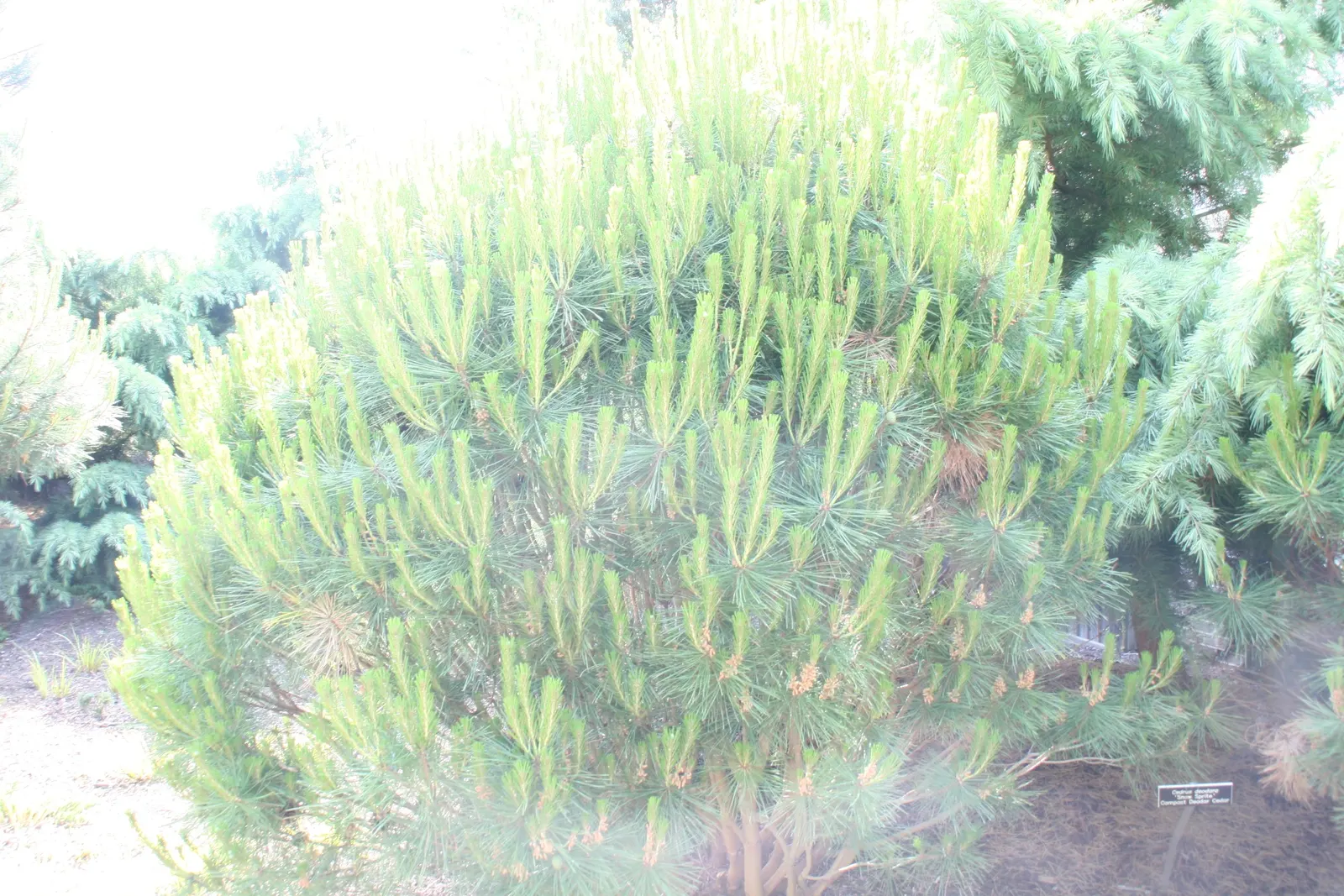 Snow Sprite Deodar Cedar (Cedrus Deodara 'Snow Sprite') — The 'Snow Sprite' Deodar Cedar (Cedrus deodara) offers stunning visual appeal with its dense