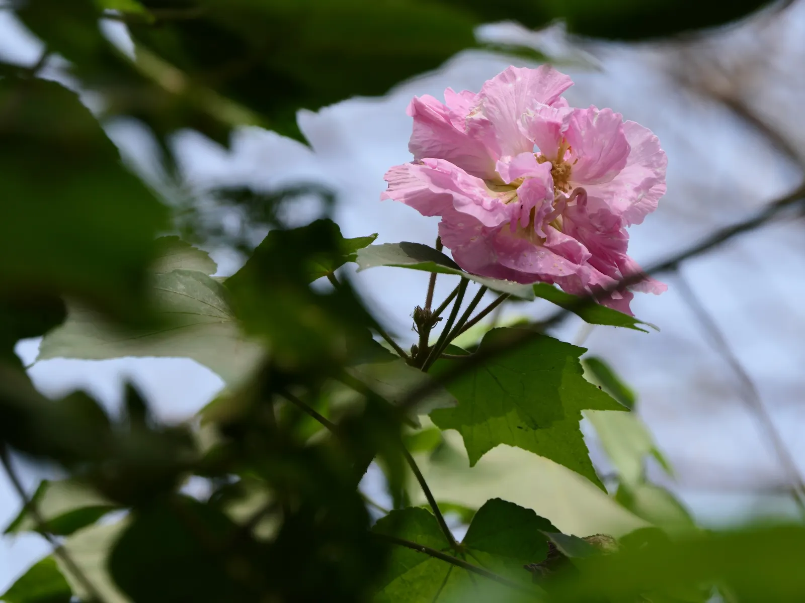 Confederate Rose (Hibiscus Mutabilis 'Rubra') — Reaching 6-15 feet tall with a 6-10 feet spread