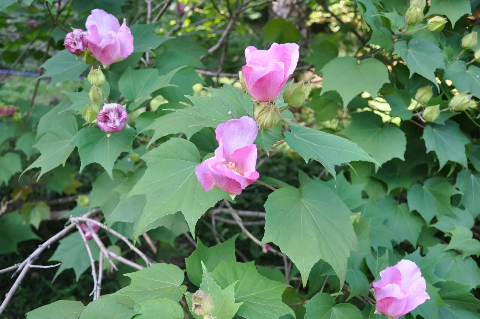 Confederate Rose (Hibiscus Mutabilis 'Rubra') — the Confederate Rose stands tall in any landscape