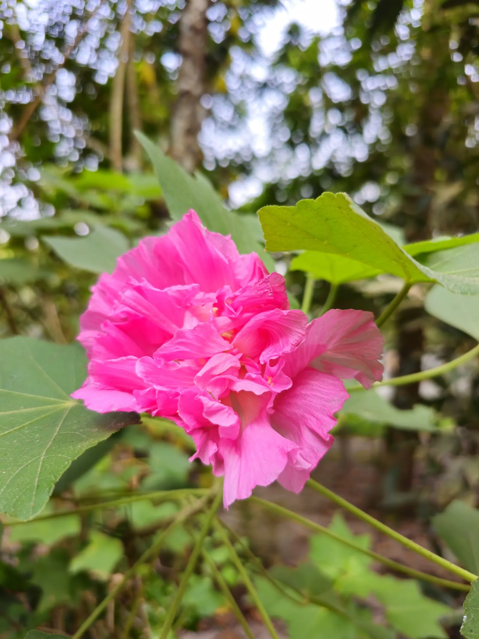 Confederate Rose (Hibiscus Mutabilis 'Rubra') — it sheds its foliage in winter