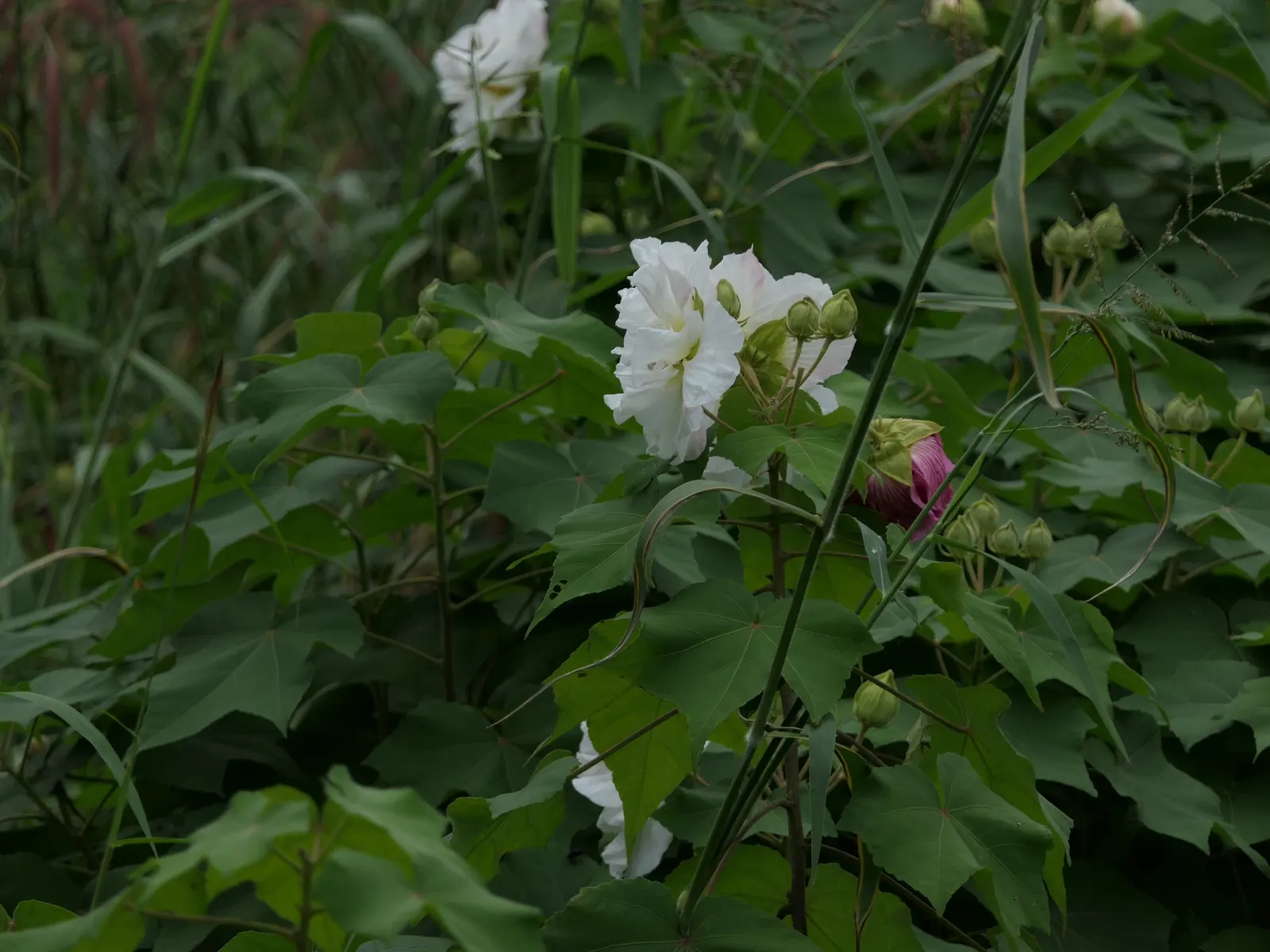 Confederate Rose (Hibiscus Mutabilis 'Rubra') — it's important to note that despite its name