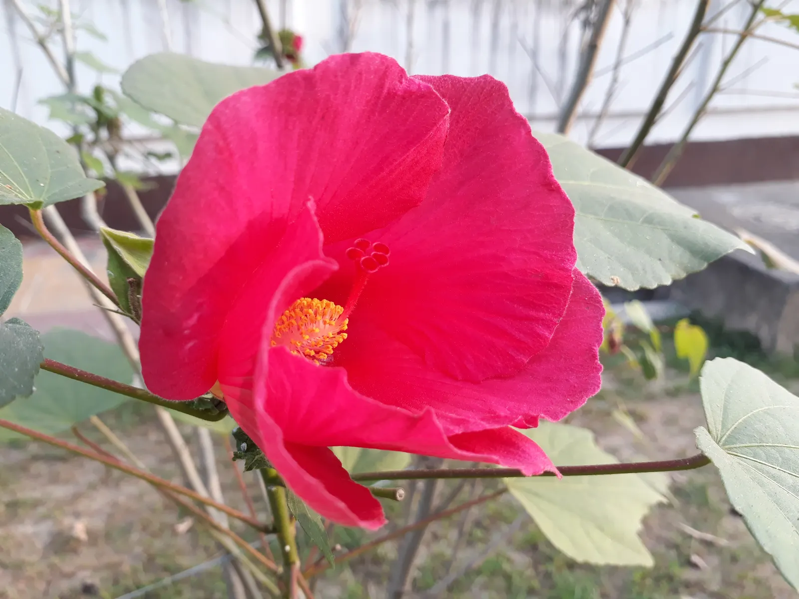 Confederate Rose (Hibiscus Mutabilis 'Rubra') — hence the epithet 'mutabilis'