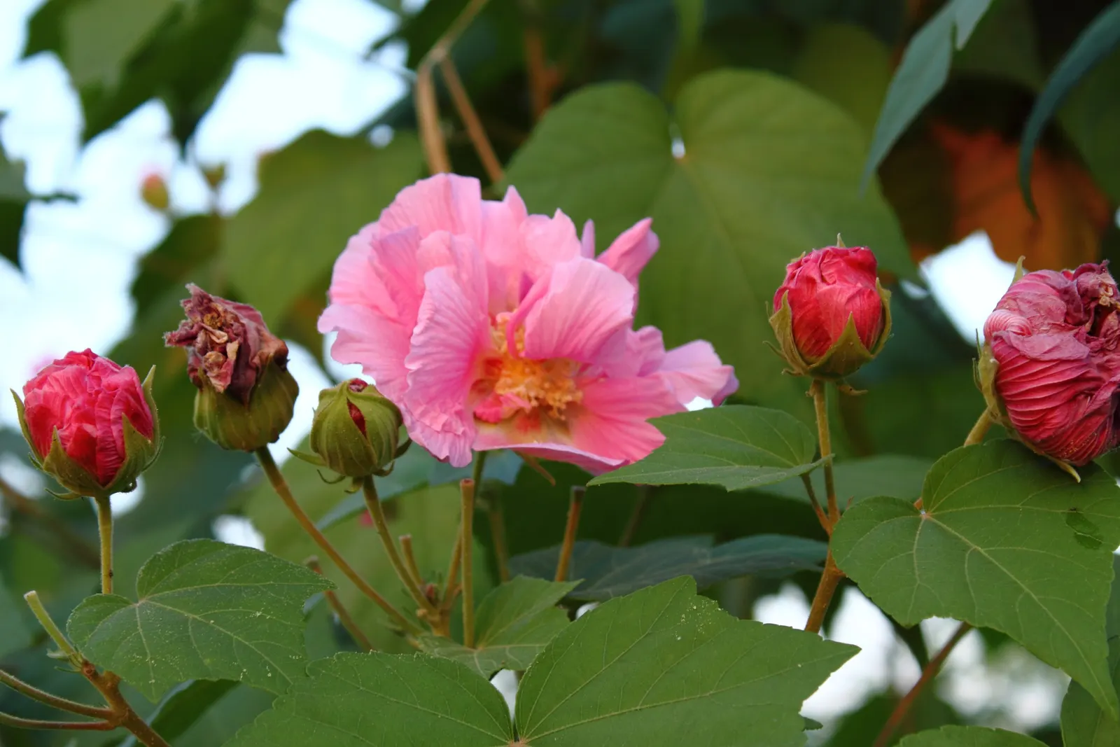 Confederate Rose (Hibiscus Mutabilis 'Rubra') — requiring only moderate watering with attention to avoid water logging