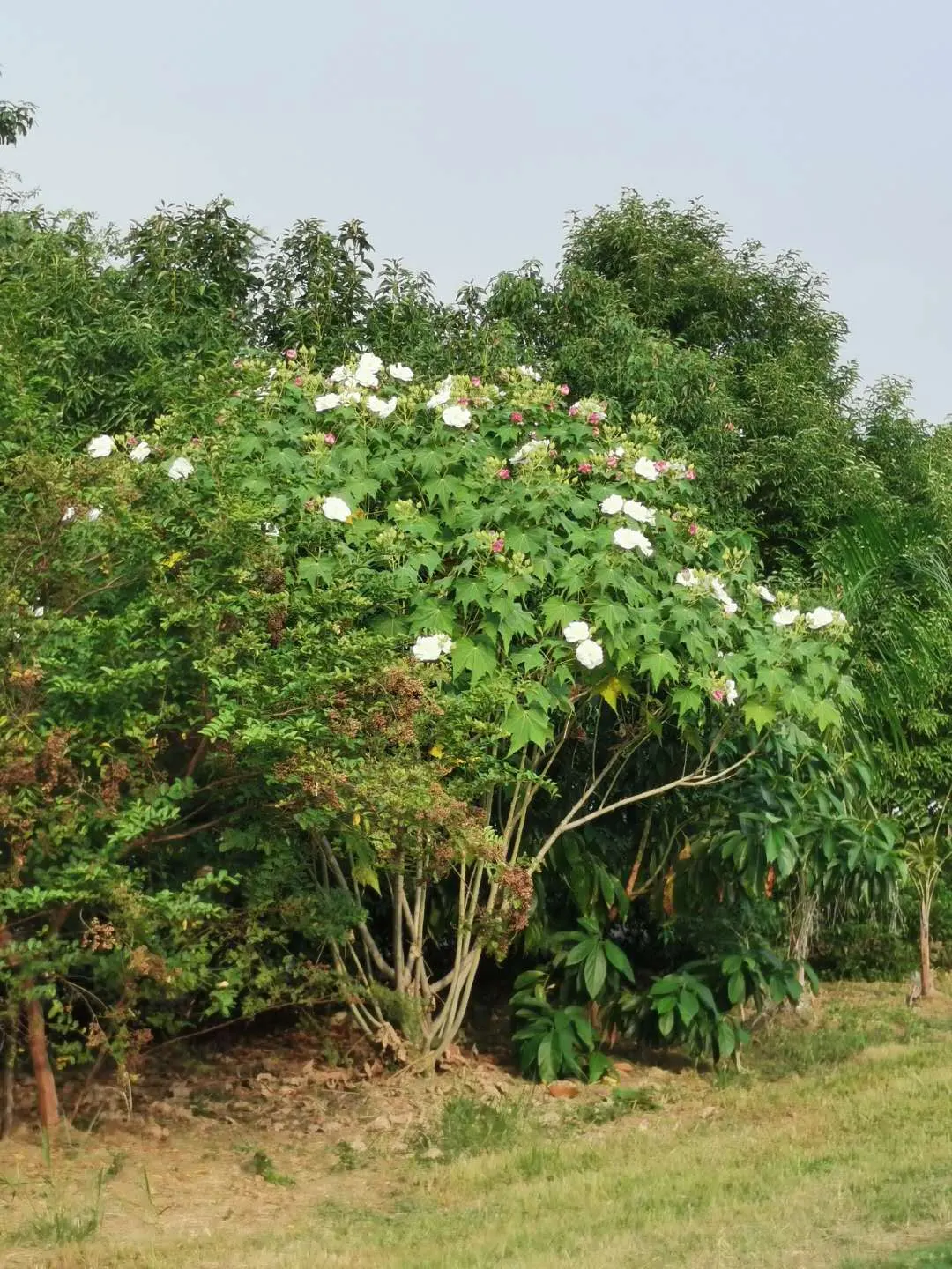 Confederate Rose (Hibiscus Mutabilis 'Rubra') — this plant's color-changing flowers and broad