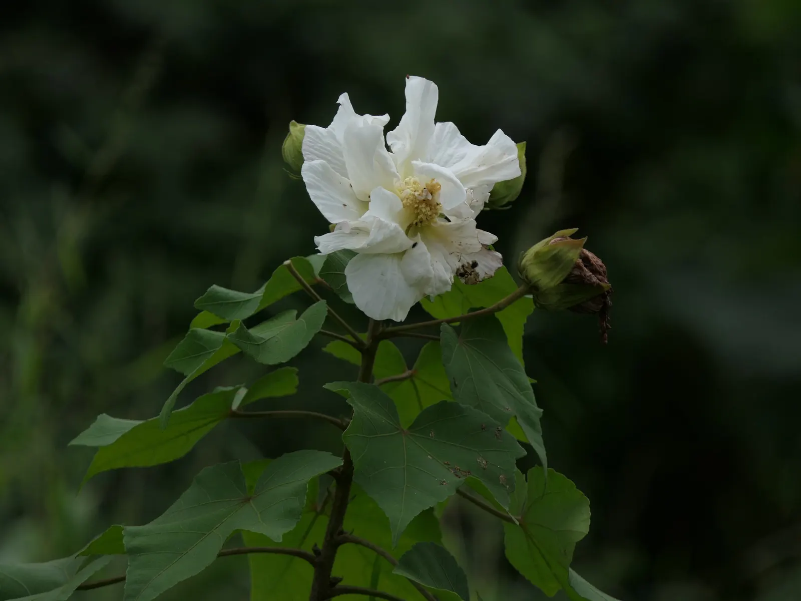 Confederate Rose (Hibiscus Mutabilis 'Rubra') — The Confederate Rose is also relatively low-maintenance
