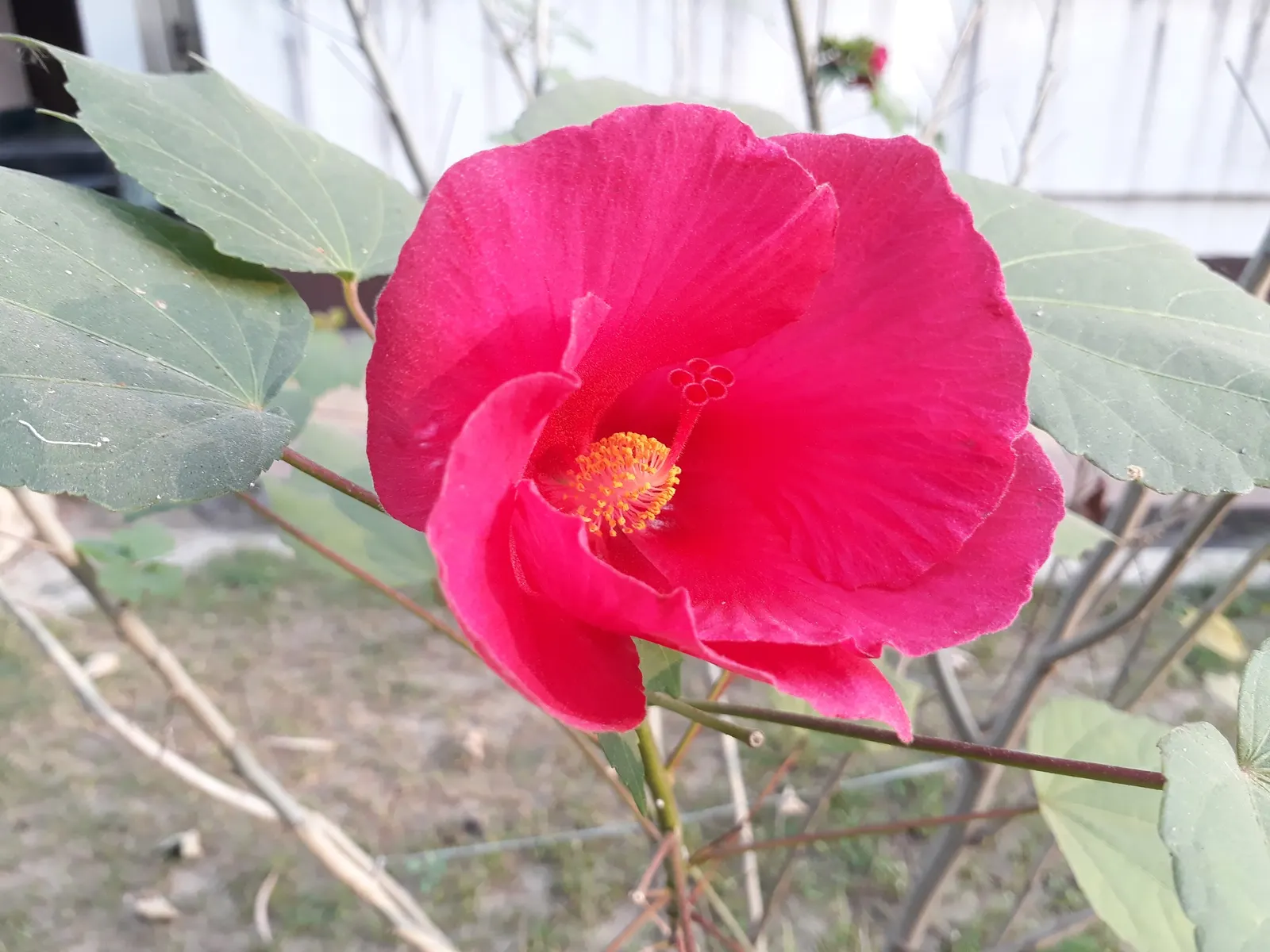 Confederate Rose (Hibiscus Mutabilis 'Rubra') — <br><br>With an impressive height ranging from 6 to 15 feet and a spread of 6 to 10 feet