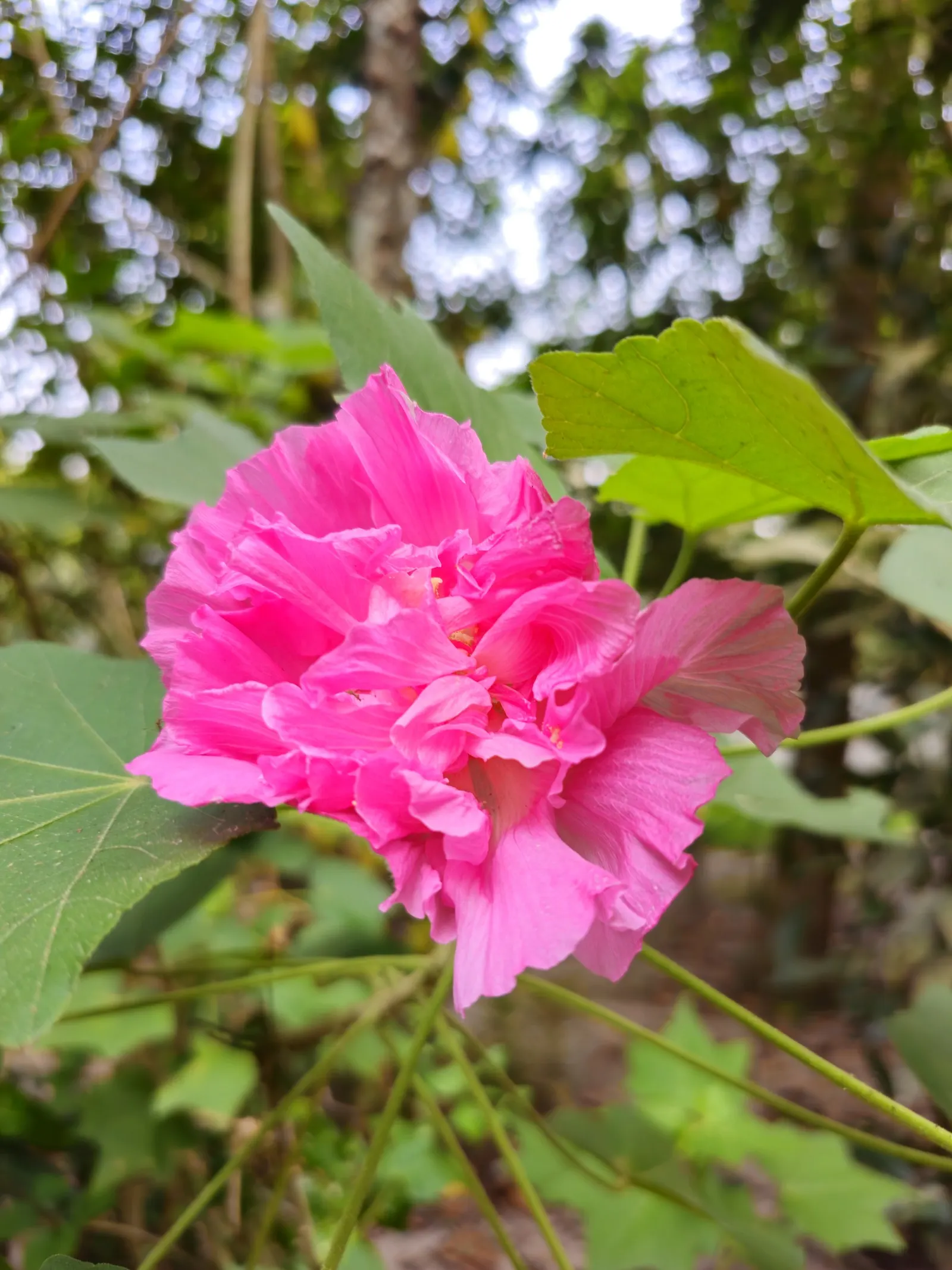 Confederate Rose (Hibiscus Mutabilis 'Rubra') — Flowers transition from pure white in the morning to pink by noon
