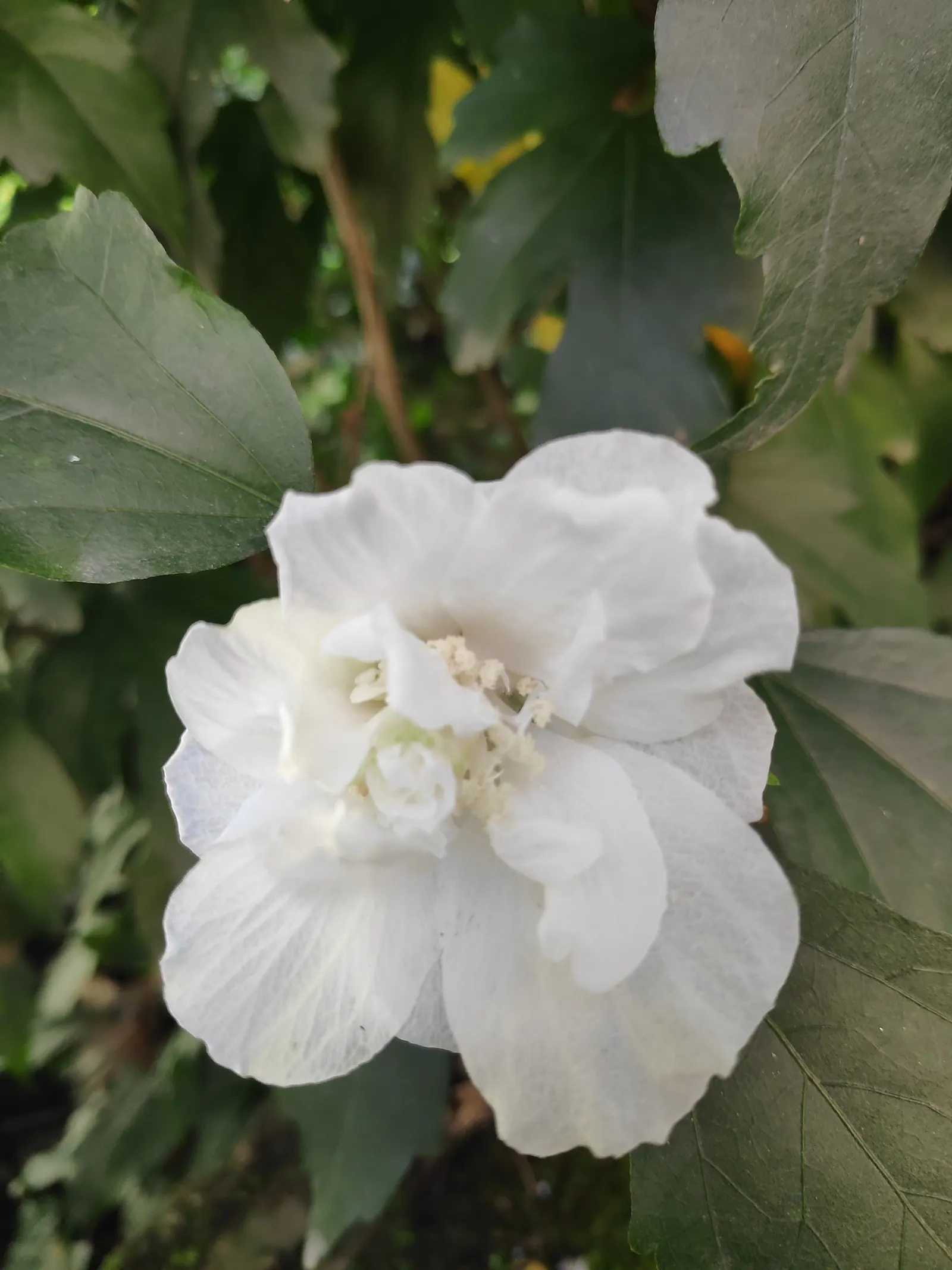 Confederate Rose (Hibiscus Mutabilis 'Rubra') — green foliage make it a dynamic choice for focal points in Southern landscapes