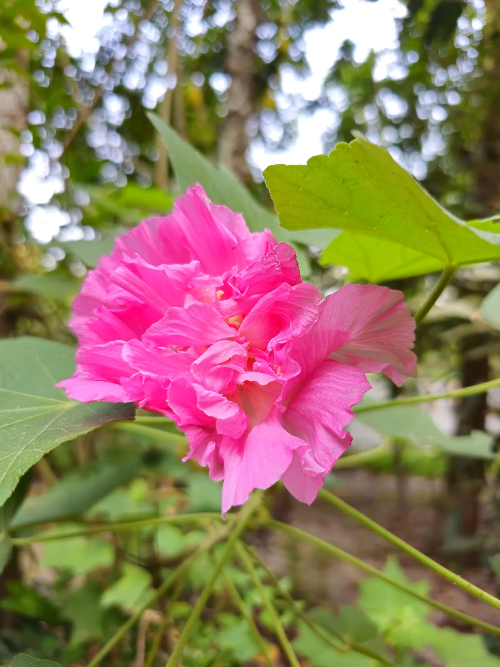 Confederate Rose (Hibiscus Mutabilis 'Rubra') — the plant favors full sun to partial shade and thrives in rich