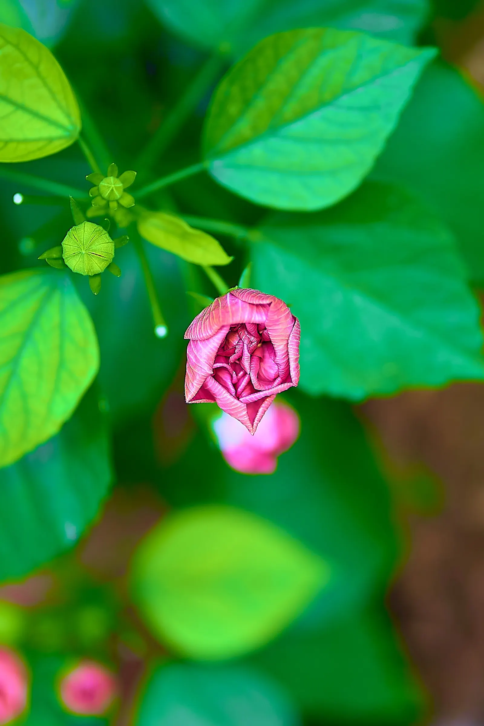 Confederate Rose (Hibiscus Mutabilis 'Rubra') — Flourishing in zones 7-9, it thrives in full sun to partial shade and moist, well-drained soil