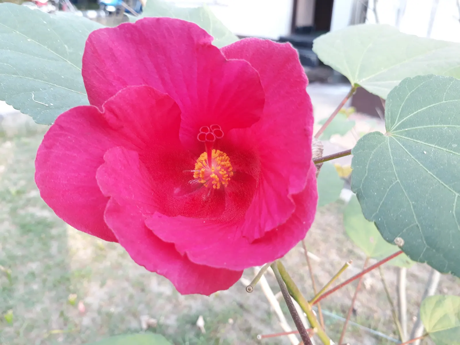 Confederate Rose (Hibiscus Mutabilis 'Rubra') — The Confederate Rose (Hibiscus mutabilis 'Rubra') adds a dynamic and historical flair to any garden design