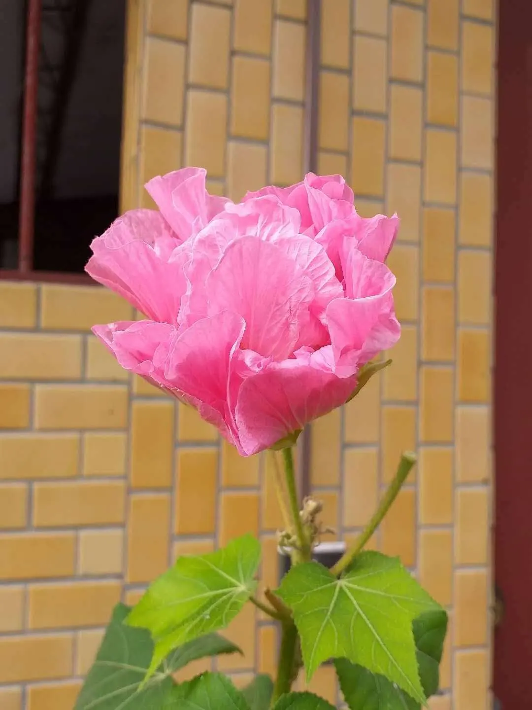 Confederate Rose (Hibiscus Mutabilis 'Rubra') — It boasts large, lobed leaves which provide lush, green backdrops for the blooming spectacle