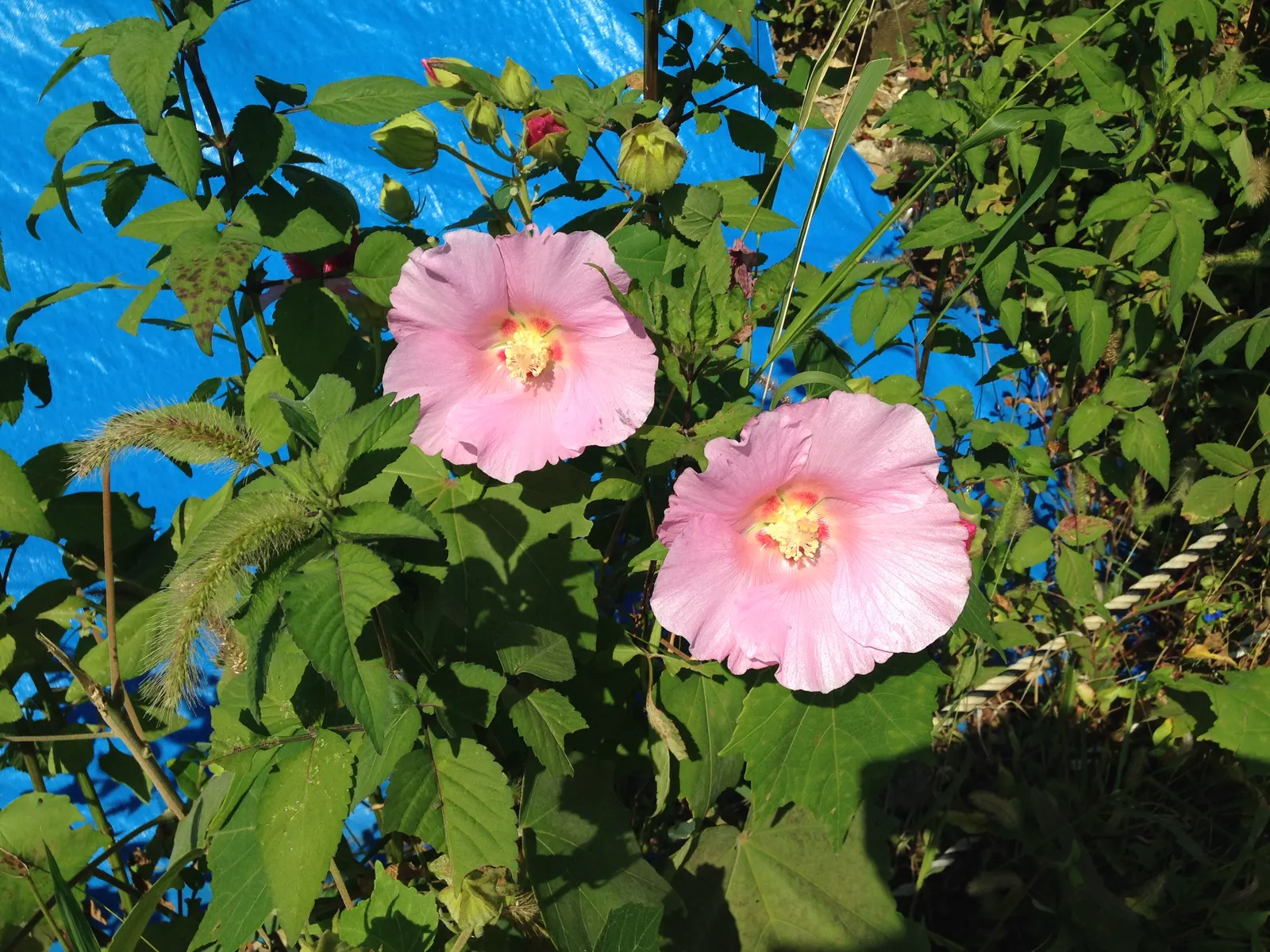 Confederate Rose (Hibiscus Mutabilis 'Rubra') — the Confederate Rose is not a true rose but part of the mallow family