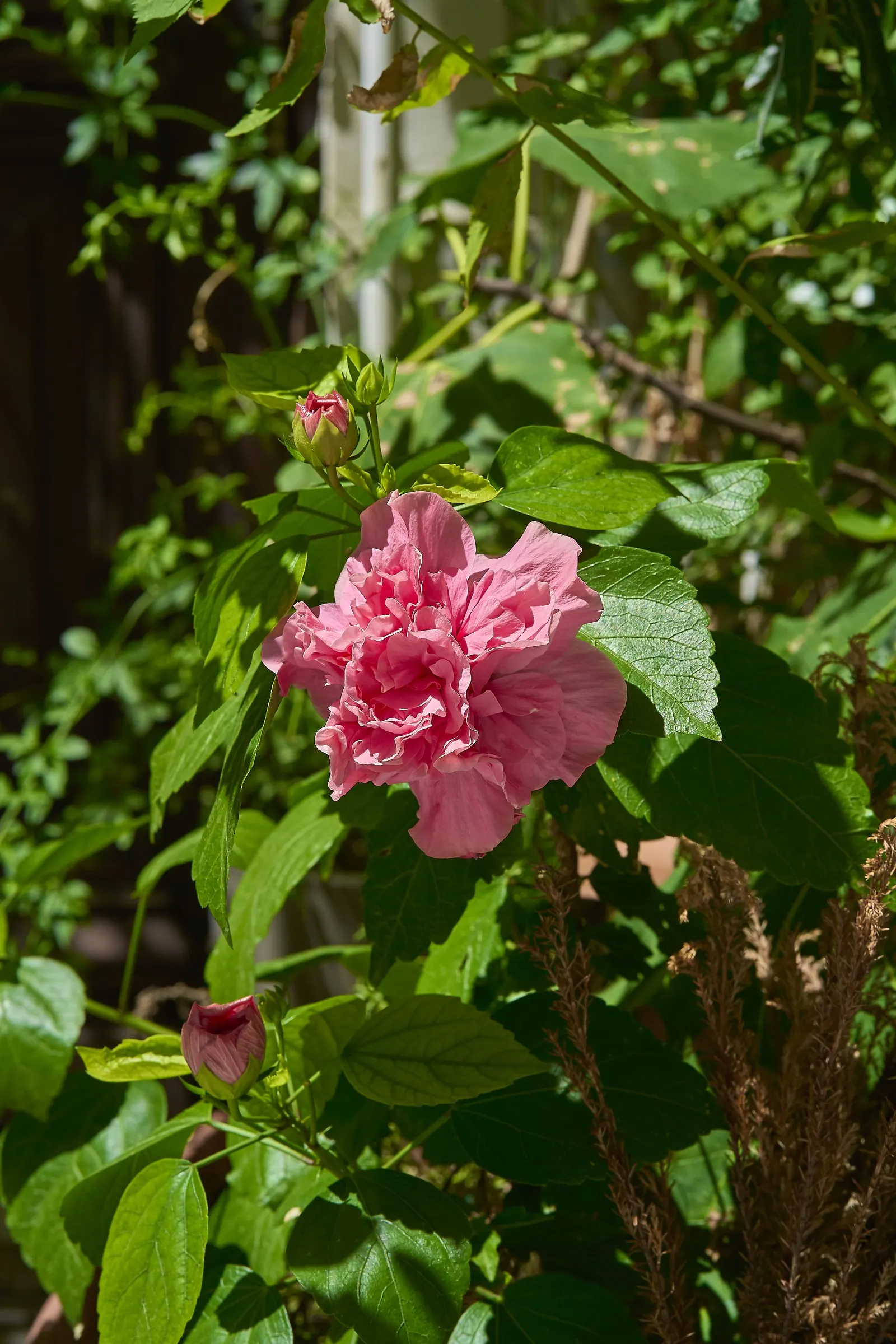 Confederate Rose (Hibiscus Mutabilis 'Rubra') — allowing for flexibility in seasonal planting schemes and winter interest.<br><br>Hardy in USDA zones 7 to 9