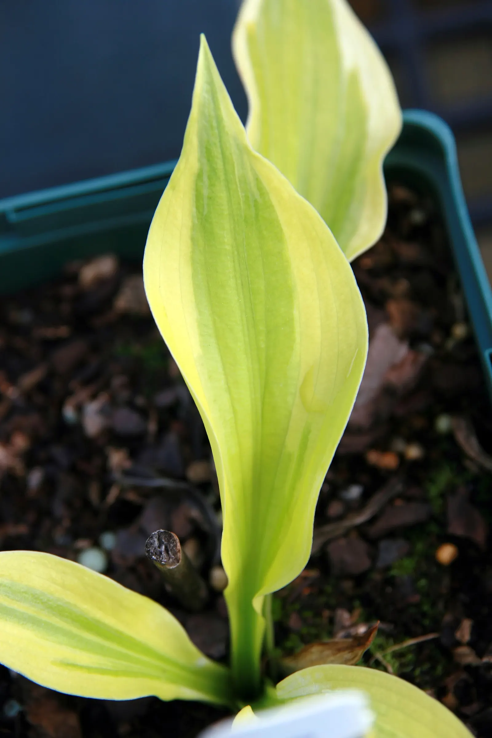 First Dance Hosta (Hosta 'First Dance') — This perennial thrives in partial to full shade and well-drained soil
