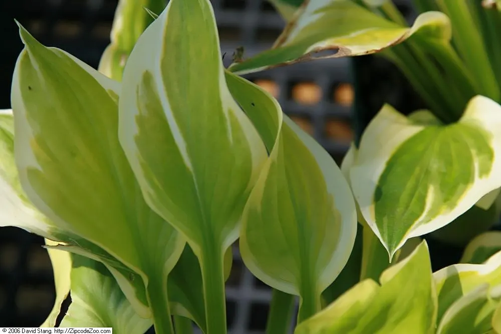First Dance Hosta (Hosta 'First Dance') — showcasing golden-yellow leaves edged in a rich green margin