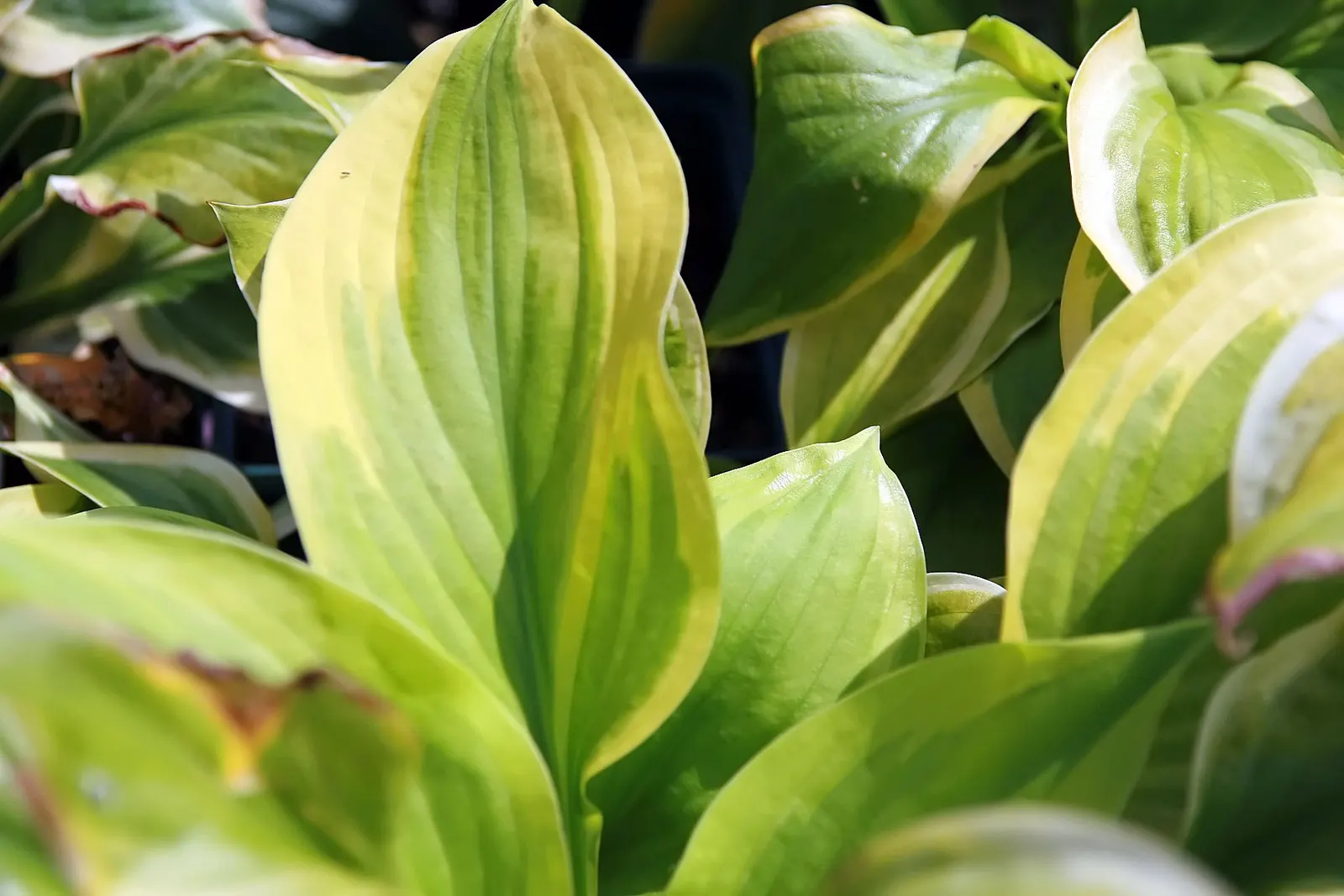 First Dance Hosta (Hosta 'First Dance') — With a mature size of about 18 inches tall and 36 inches wide