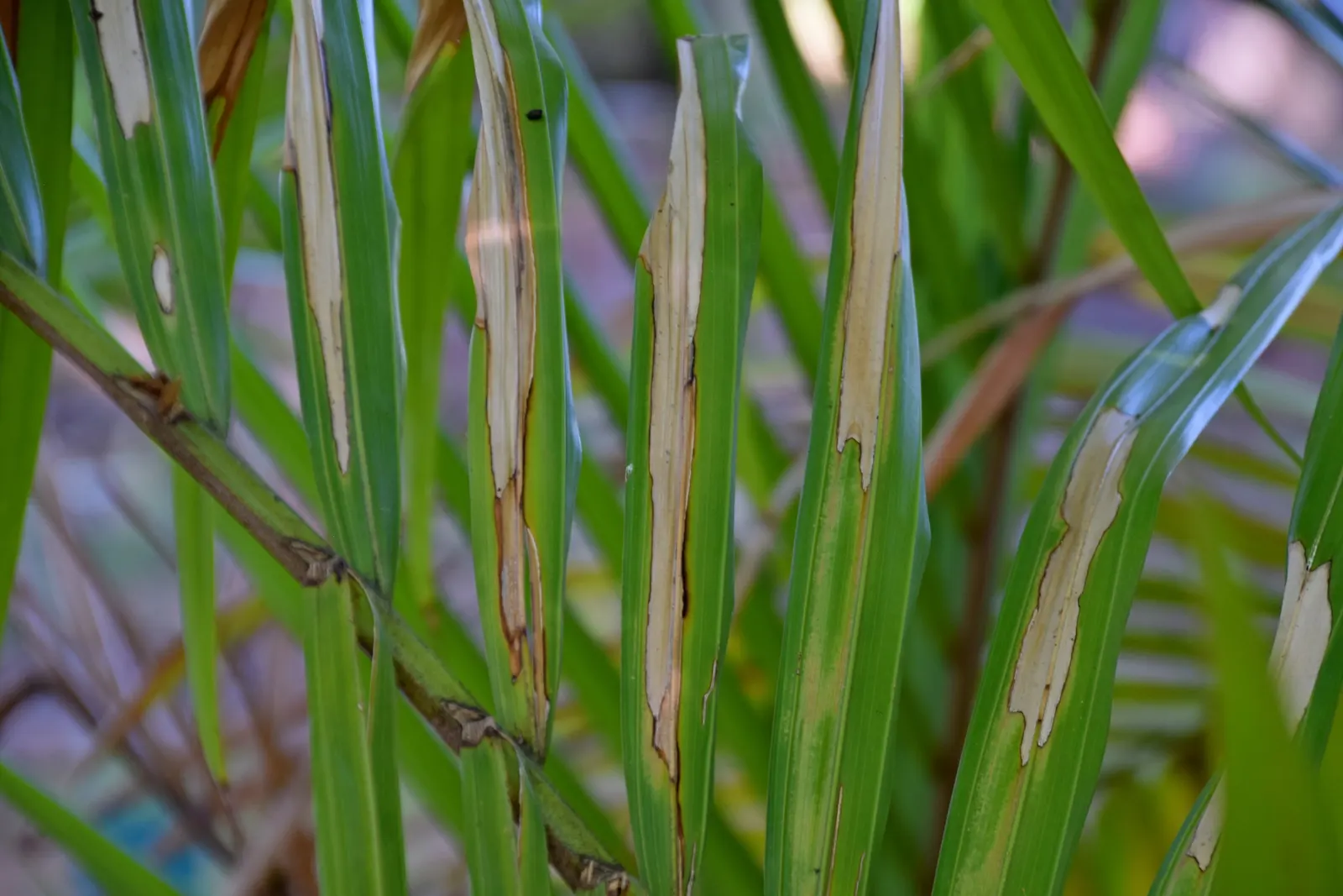 Kermadec Palm (Rhopalostylis Baueri Var. Cheesmanii) — the fronds are dark green and glossy