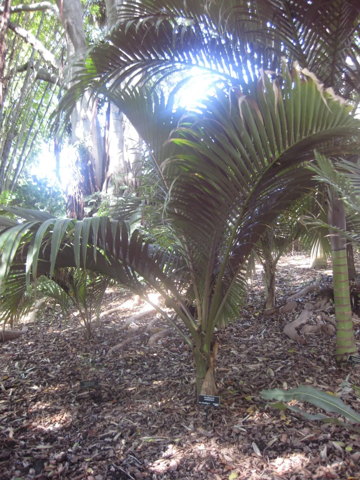 Kermadec Palm (Rhopalostylis Baueri Var. Cheesmanii) — Hardy in USDA zones 9b-11, it's ideal for creating a tropical ambiance