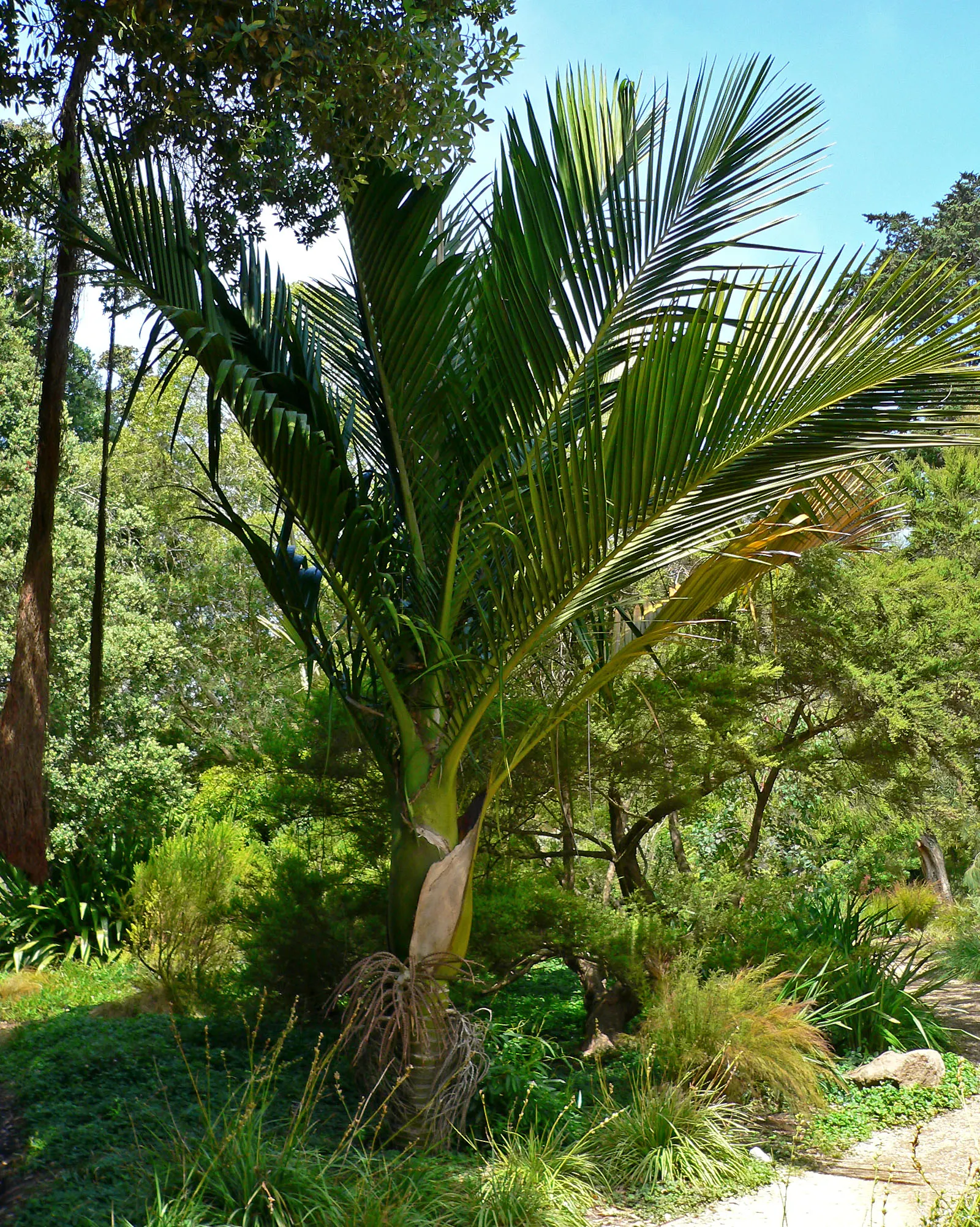 Kermadec Palm (Rhopalostylis Baueri Var. Cheesmanii) — particularly in seaside gardens