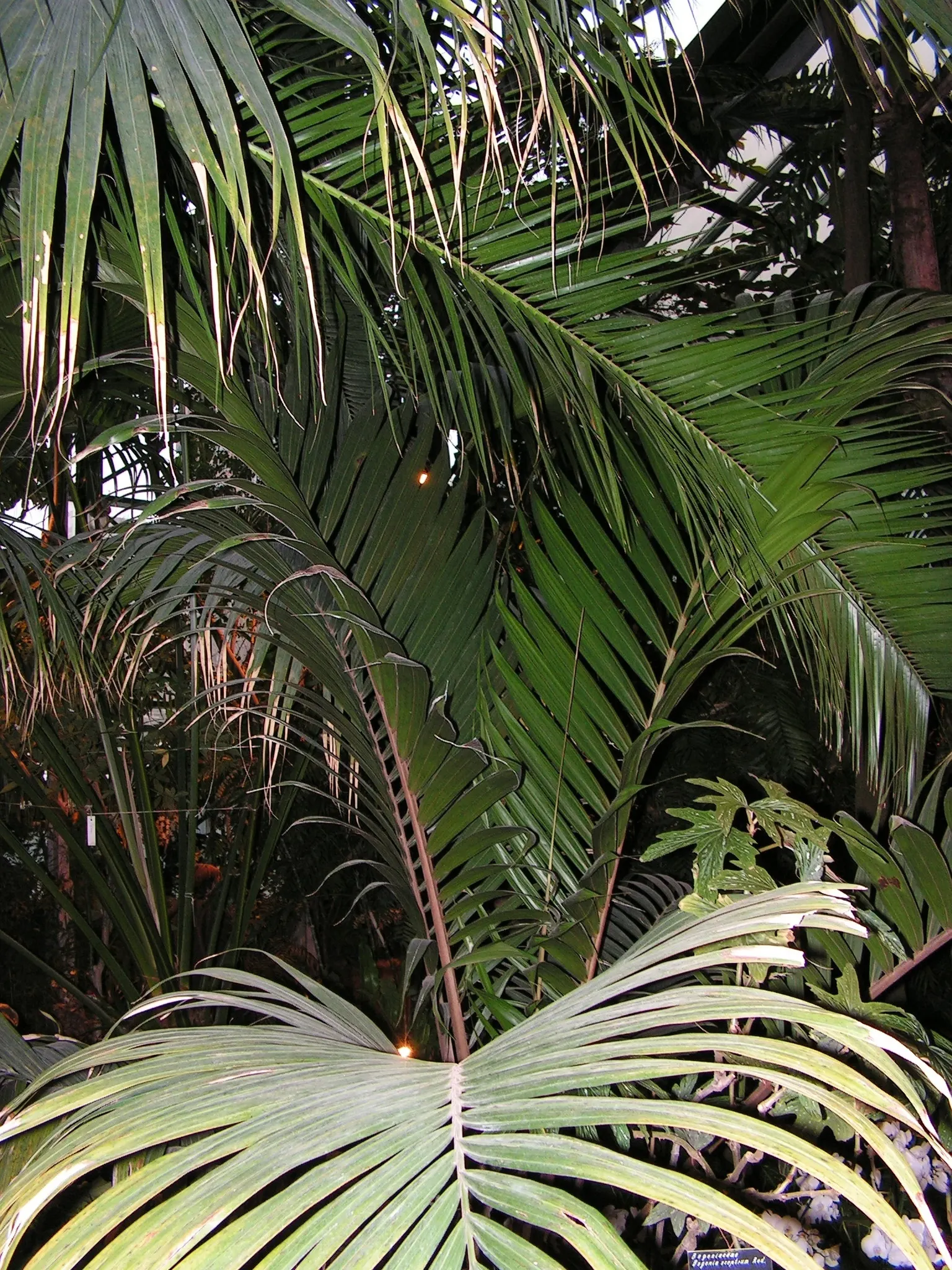 Kermadec Palm (Rhopalostylis Baueri Var. Cheesmanii) — cheesmanii) is a stunning, slender palm native to the Kermadec Islands