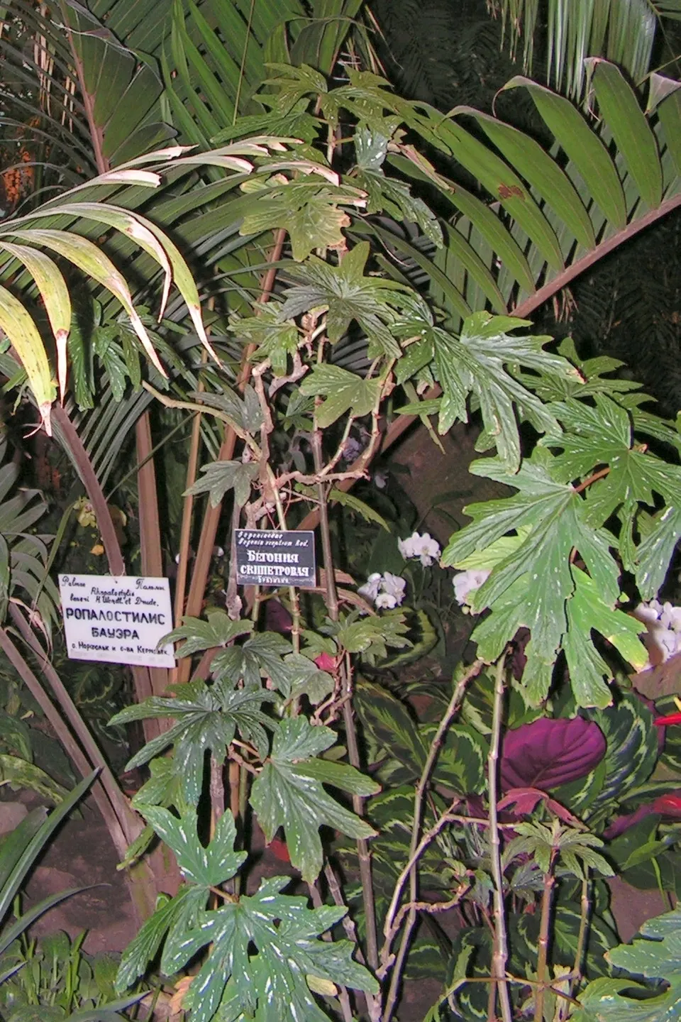 Kermadec Palm (Rhopalostylis Baueri Var. Cheesmanii) — feather-leaved palm boasts a slender trunk that can reach up to 20 to 30 feet in height at maturity