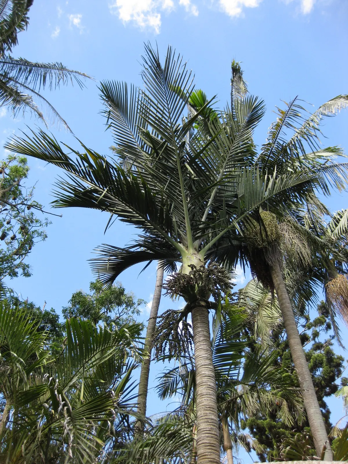 Kermadec Palm (Rhopalostylis Baueri Var. Cheesmanii) — cheesmanii, offers a touch of exotic elegance to any landscape design