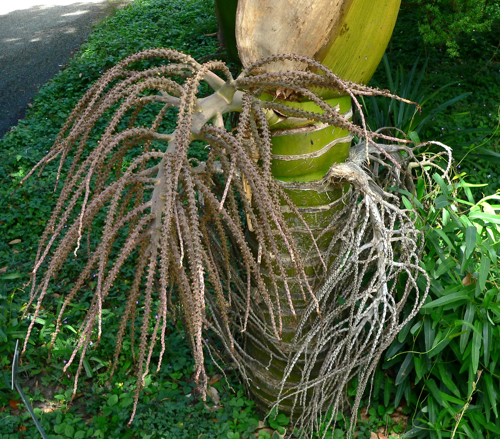 Kermadec Palm (Rhopalostylis Baueri Var. Cheesmanii) — where it's naturally resistant to salt spray